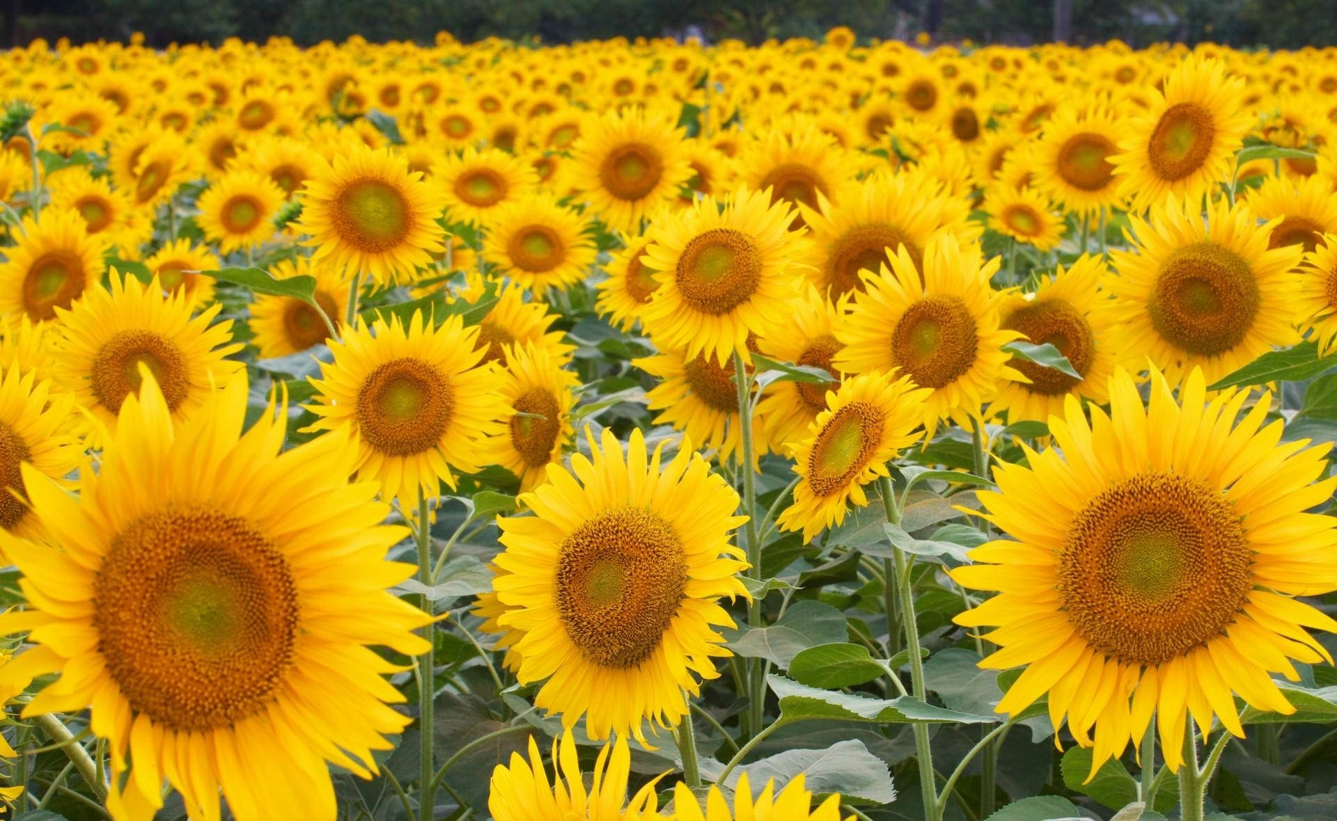 sunflowers, yellow, field, Full HD Desktop Wallpaper