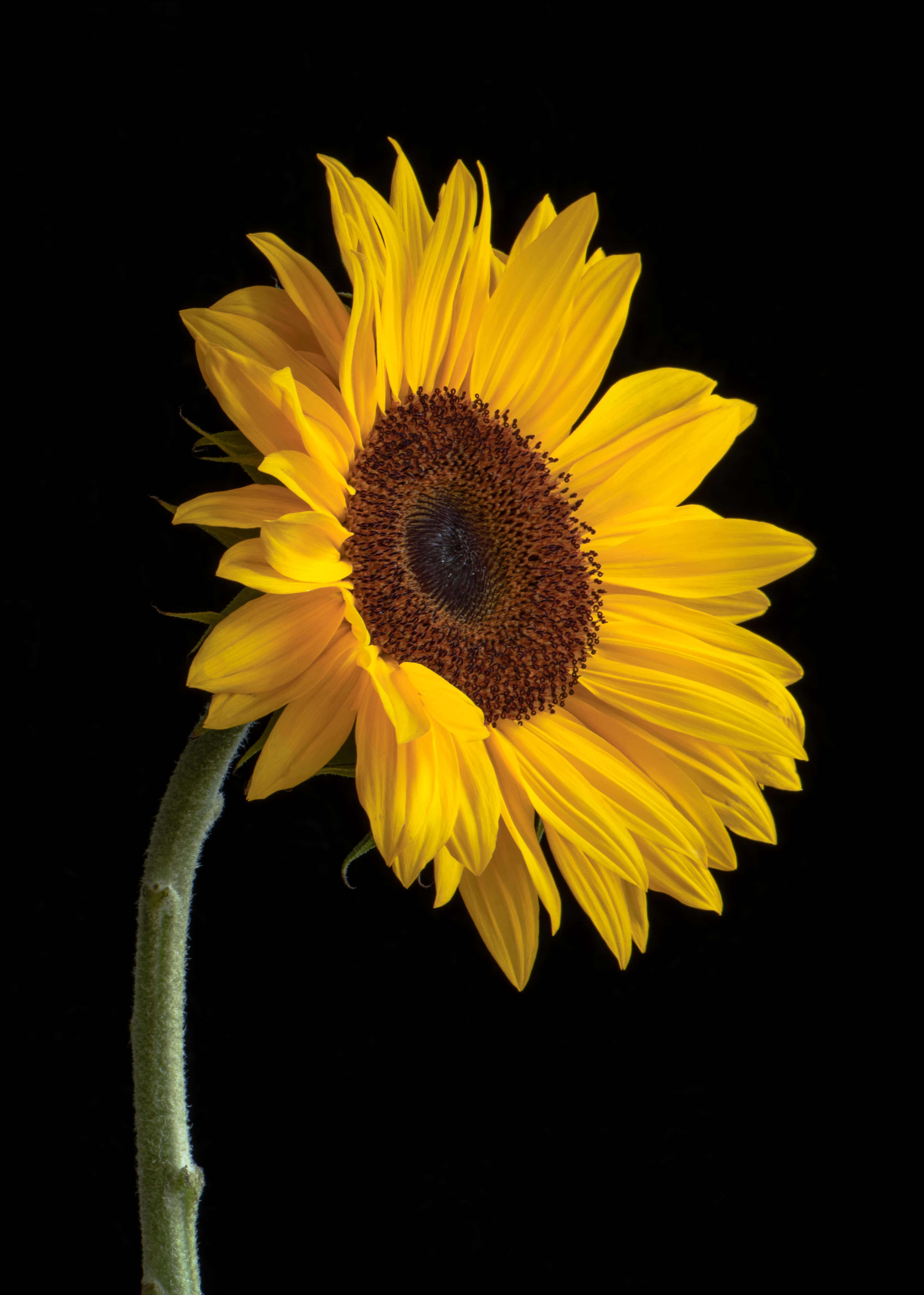 Sunflower Phone, sunflower, golden petals, 5K Phone Wallpaper