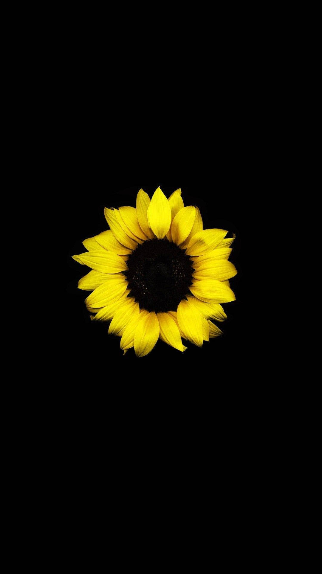single sunflower, vibrant yellow, dark center, Full HD Phone Wallpaper
