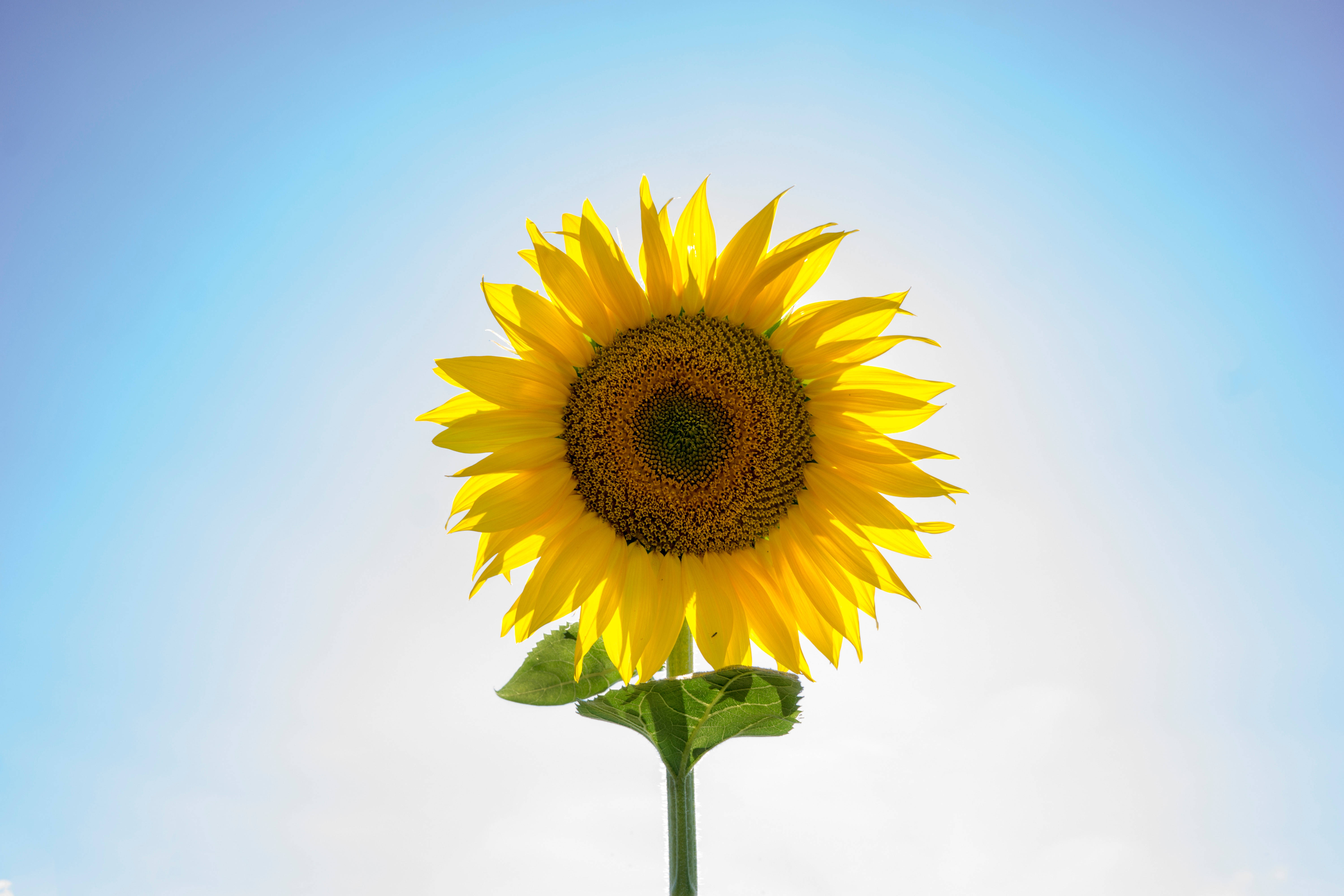 giant sunflower, sunny day, clear blue sky, 5K Desktop Wallpaper