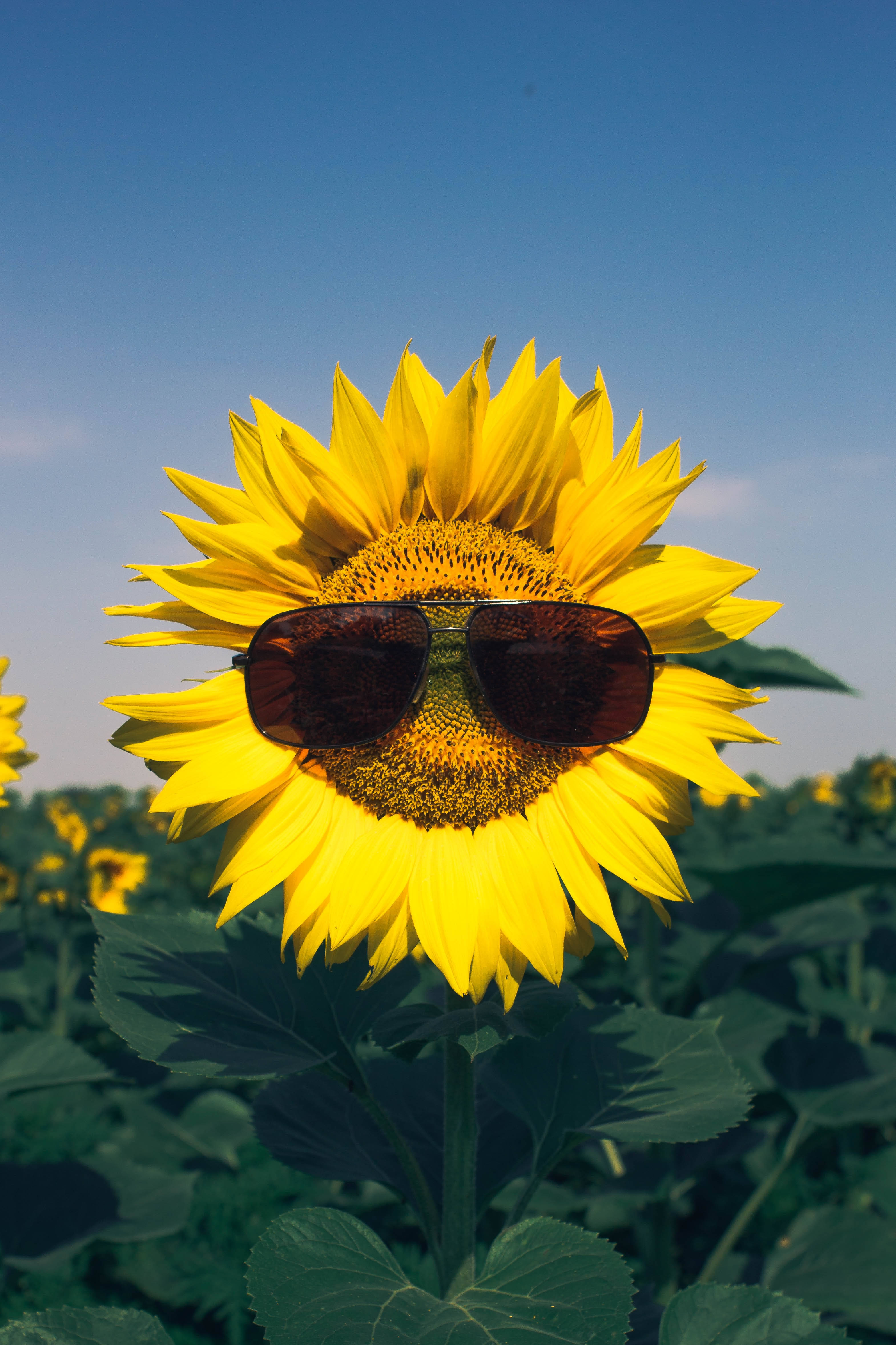 sunflower, aviator sunglasses, clear blue sky, 4K Phone Wallpaper
