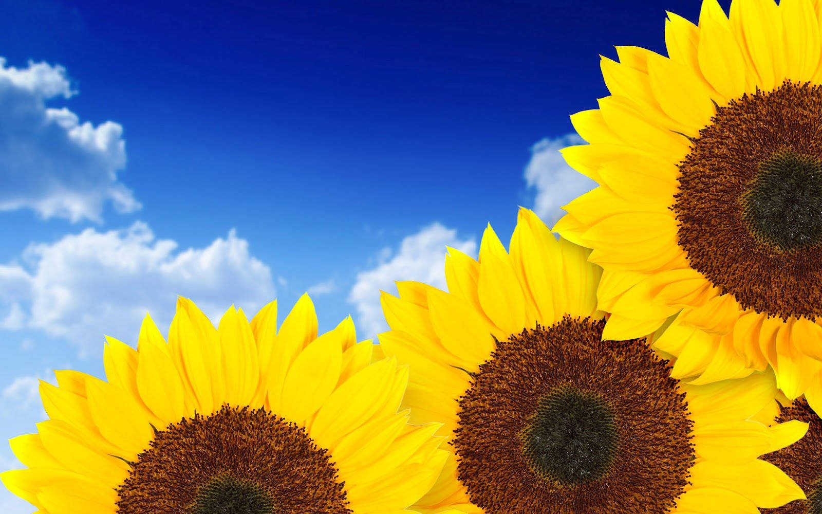 Sunflower, sky, blue sky, HD Desktop Wallpaper