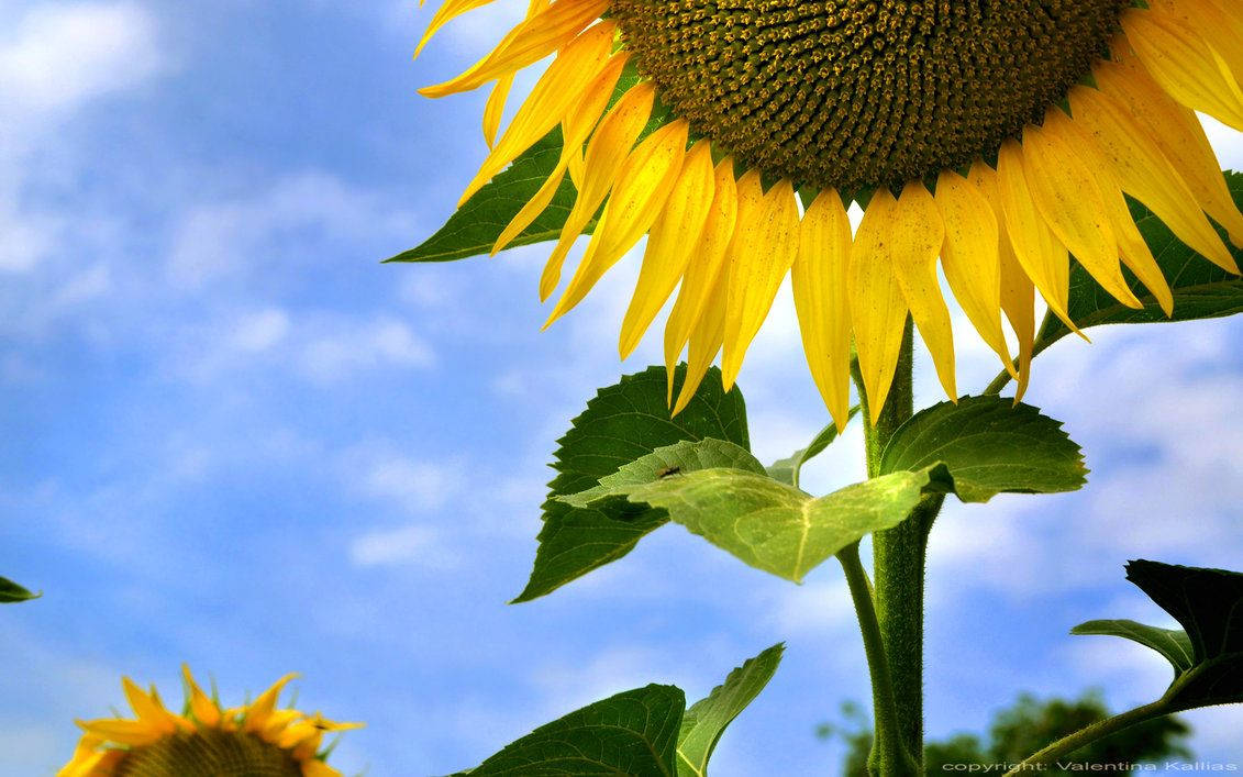 sunflower, bright yellow petals, green leaves, SD Desktop Wallpaper