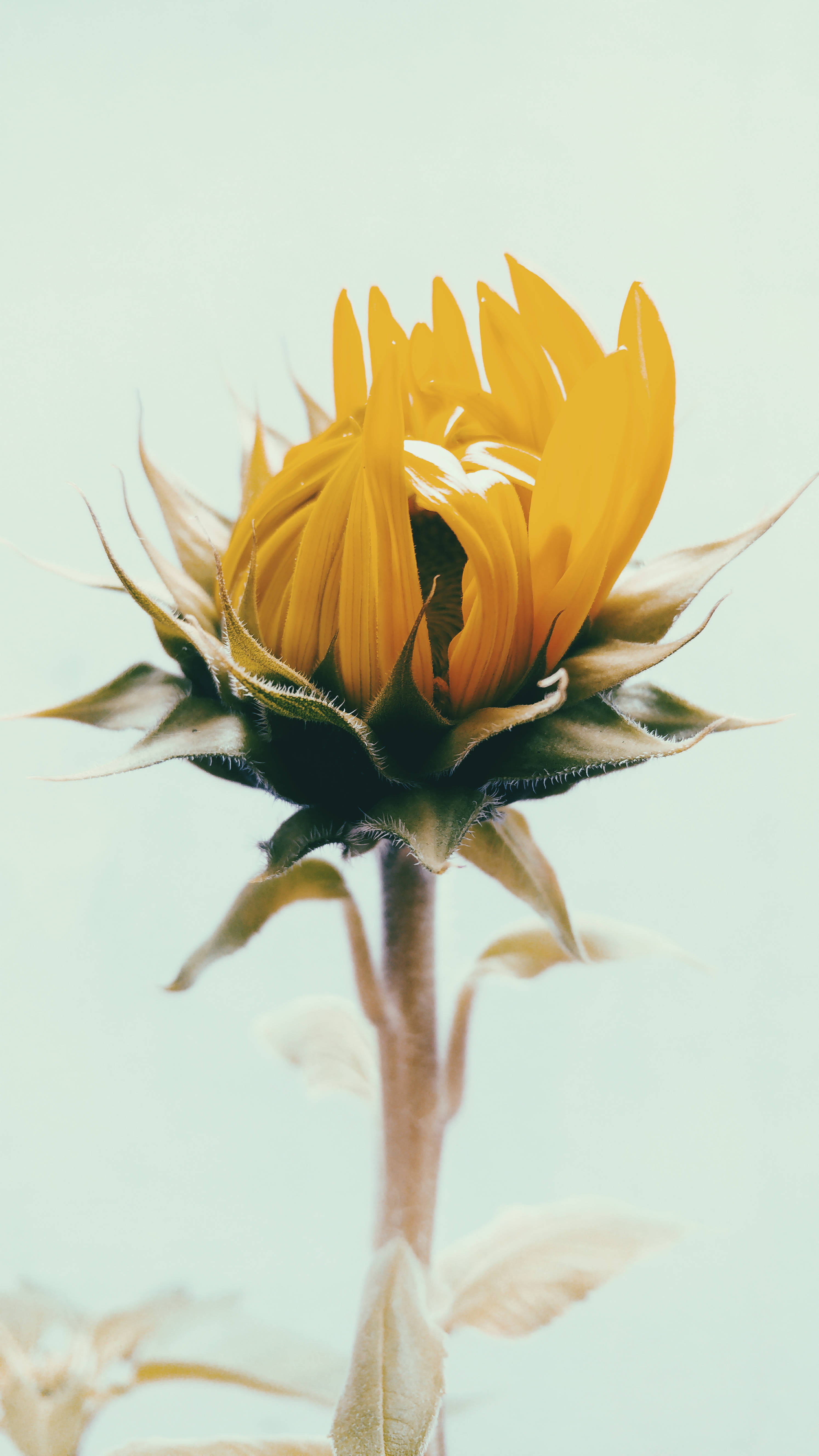 sunflower, bright blue sky, vibrant yellow, 5K Phone Wallpaper