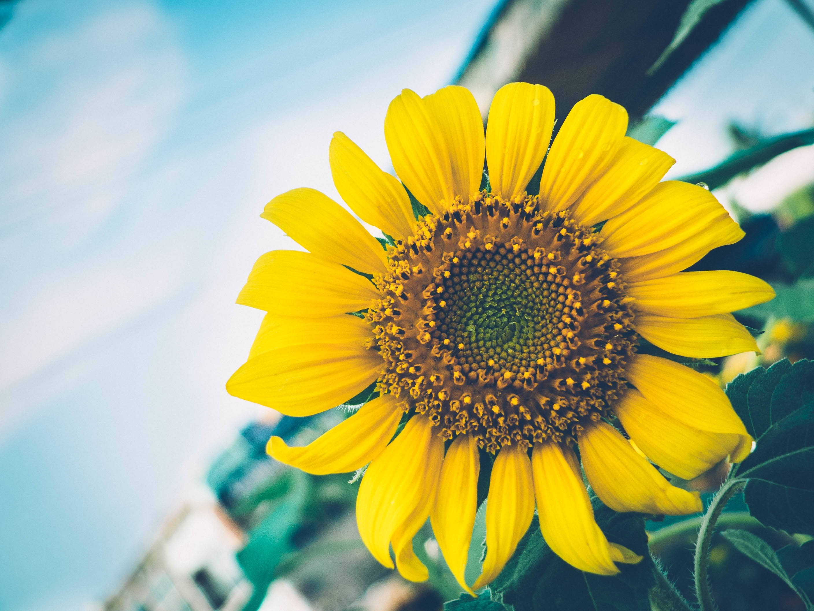 retro yellow sunflower, vibrant yellow sunflower, soft blue sky, 2K Desktop Wallpaper