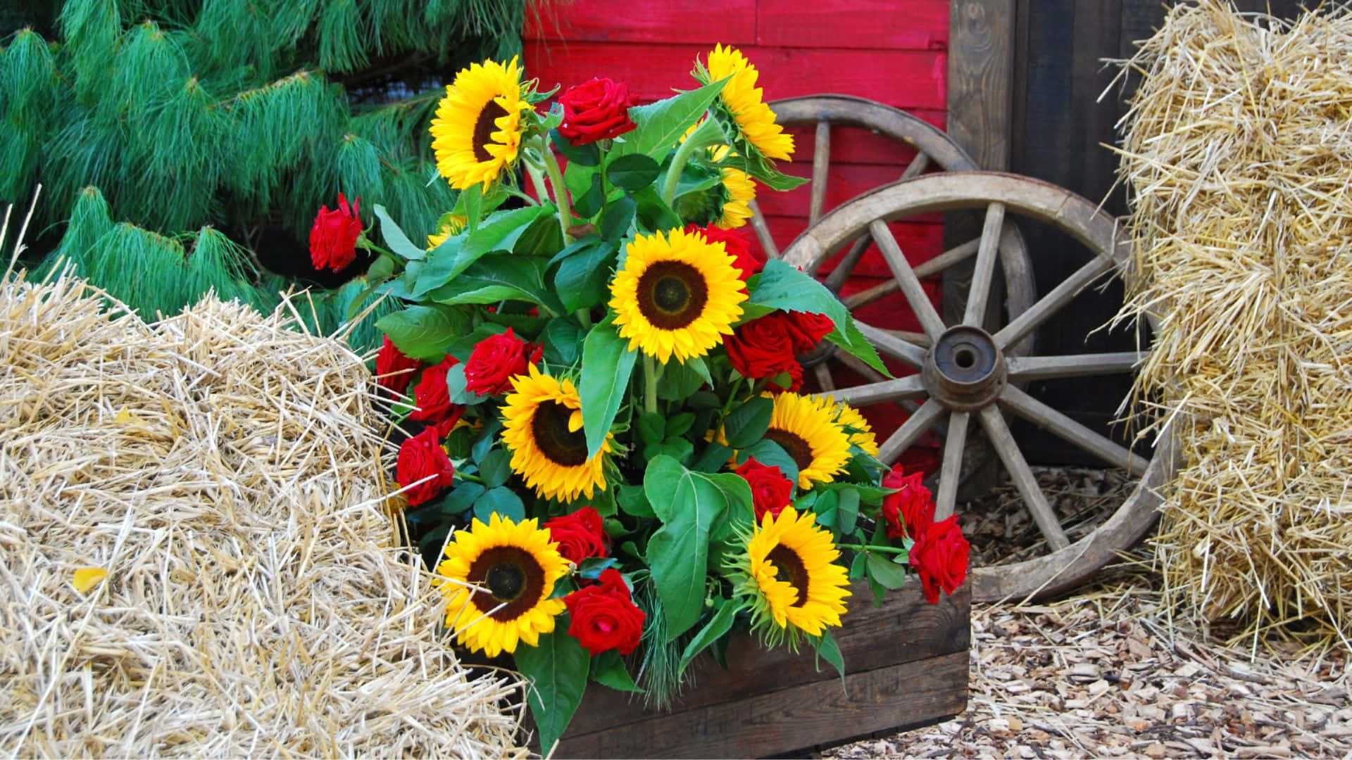 sunflowers, roses, wooden crate, Full HD Desktop Wallpaper
