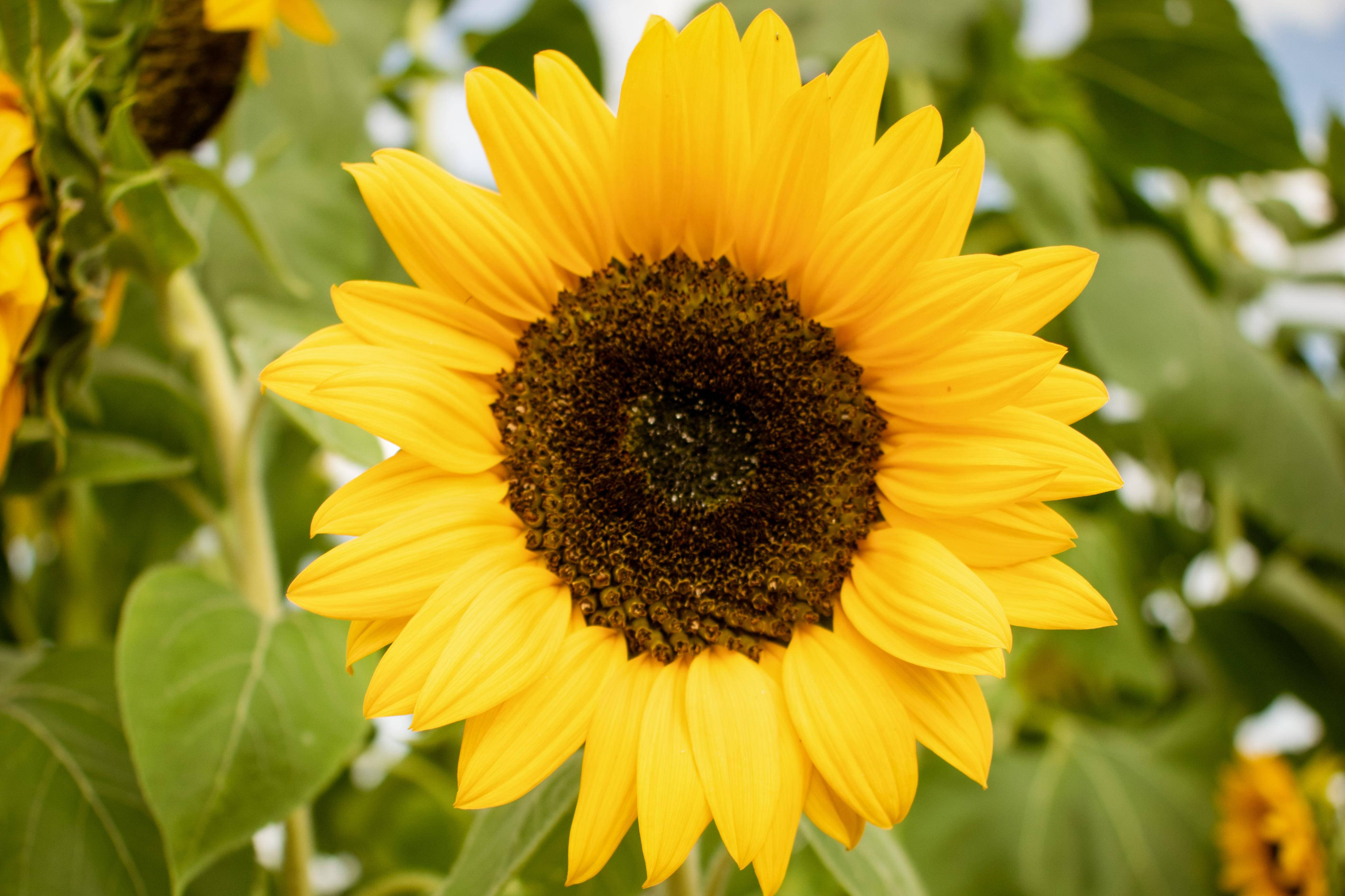 sunflowers and roses, vibrant yellow, dark center, 4K Desktop Wallpaper