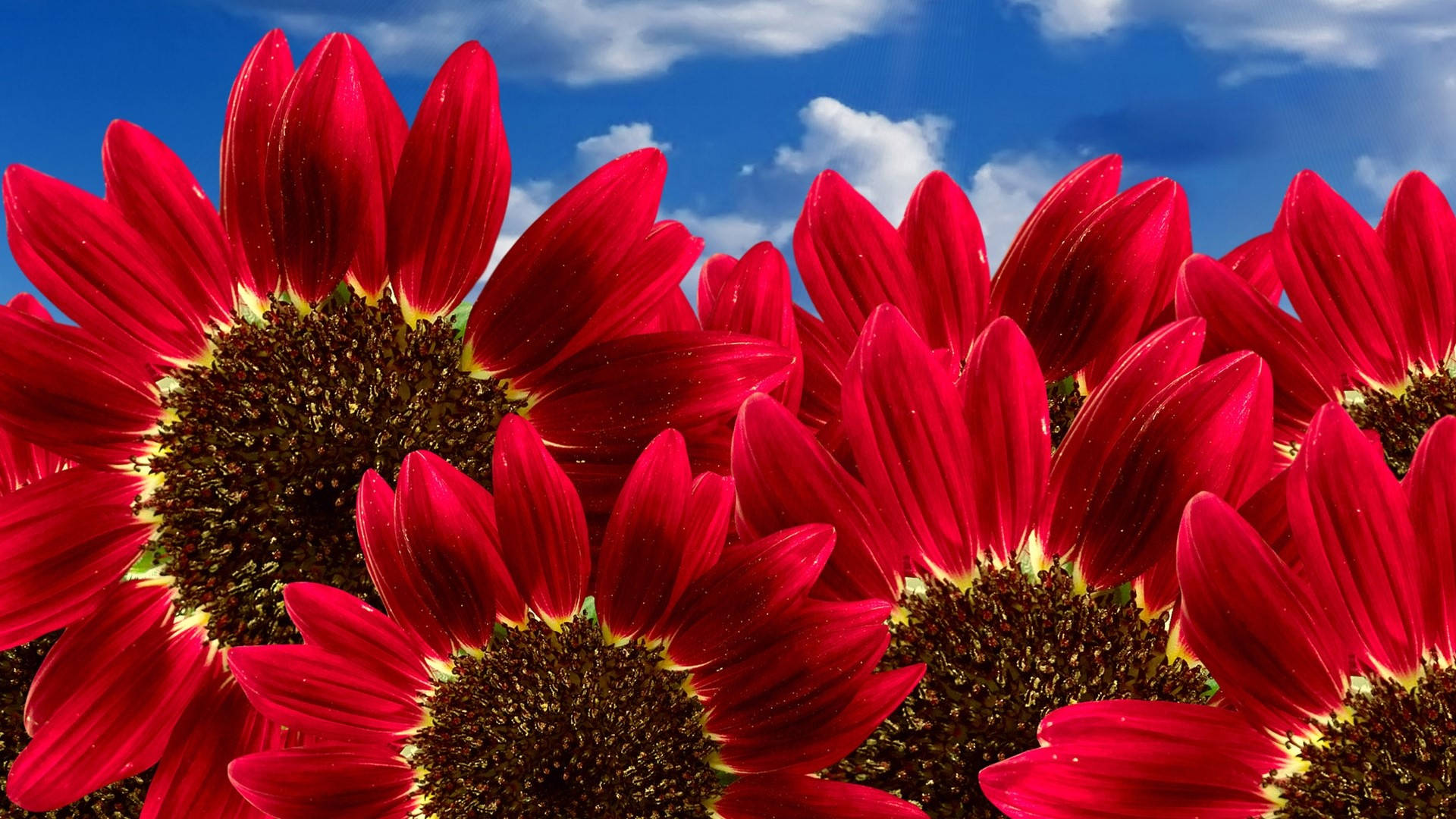 Sunflowers And Roses, vibrant red sunflowers, bright blue sky, Full HD Desktop Wallpaper