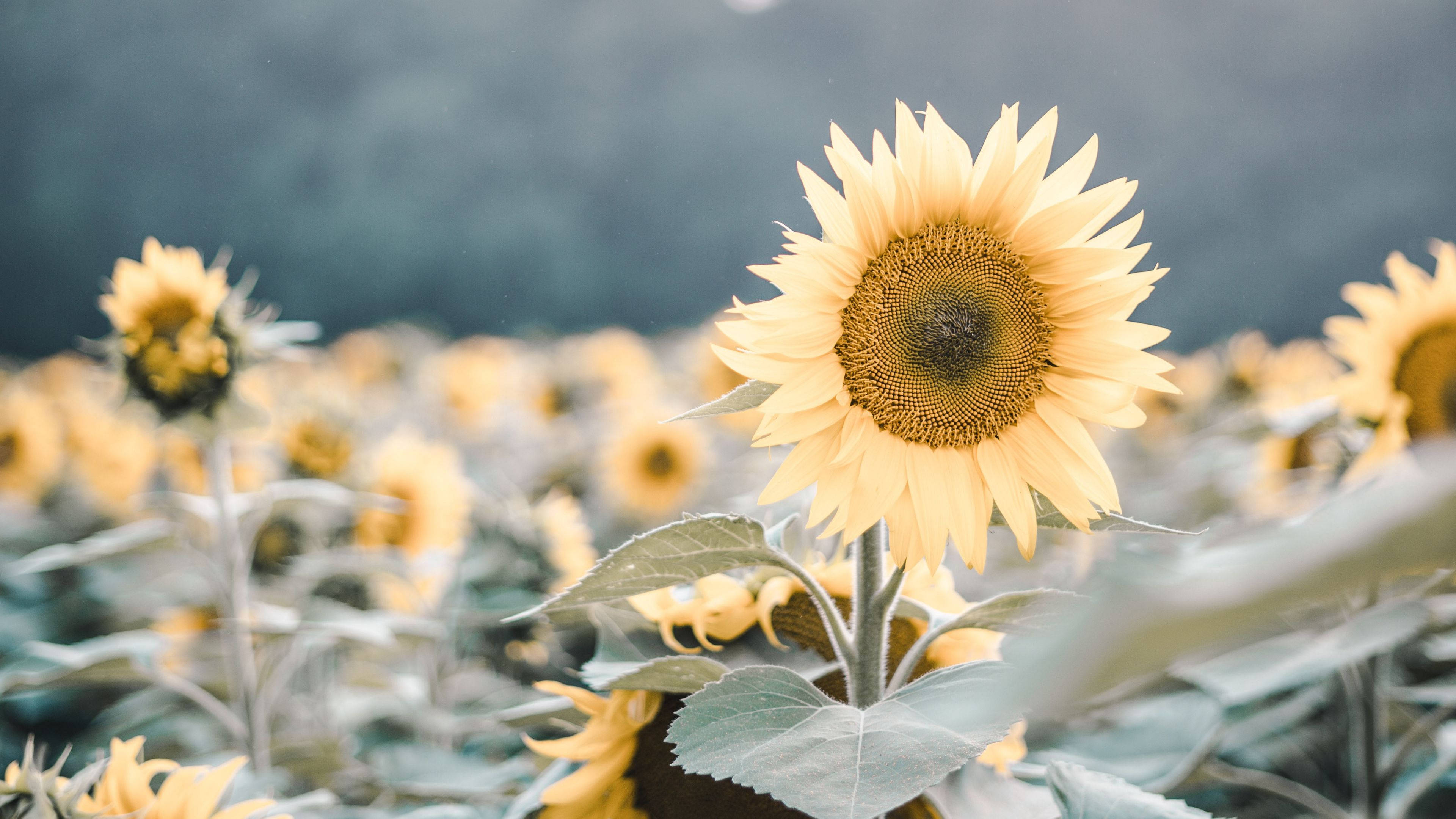 sunflowers, field, trees, 4K Desktop Wallpaper
