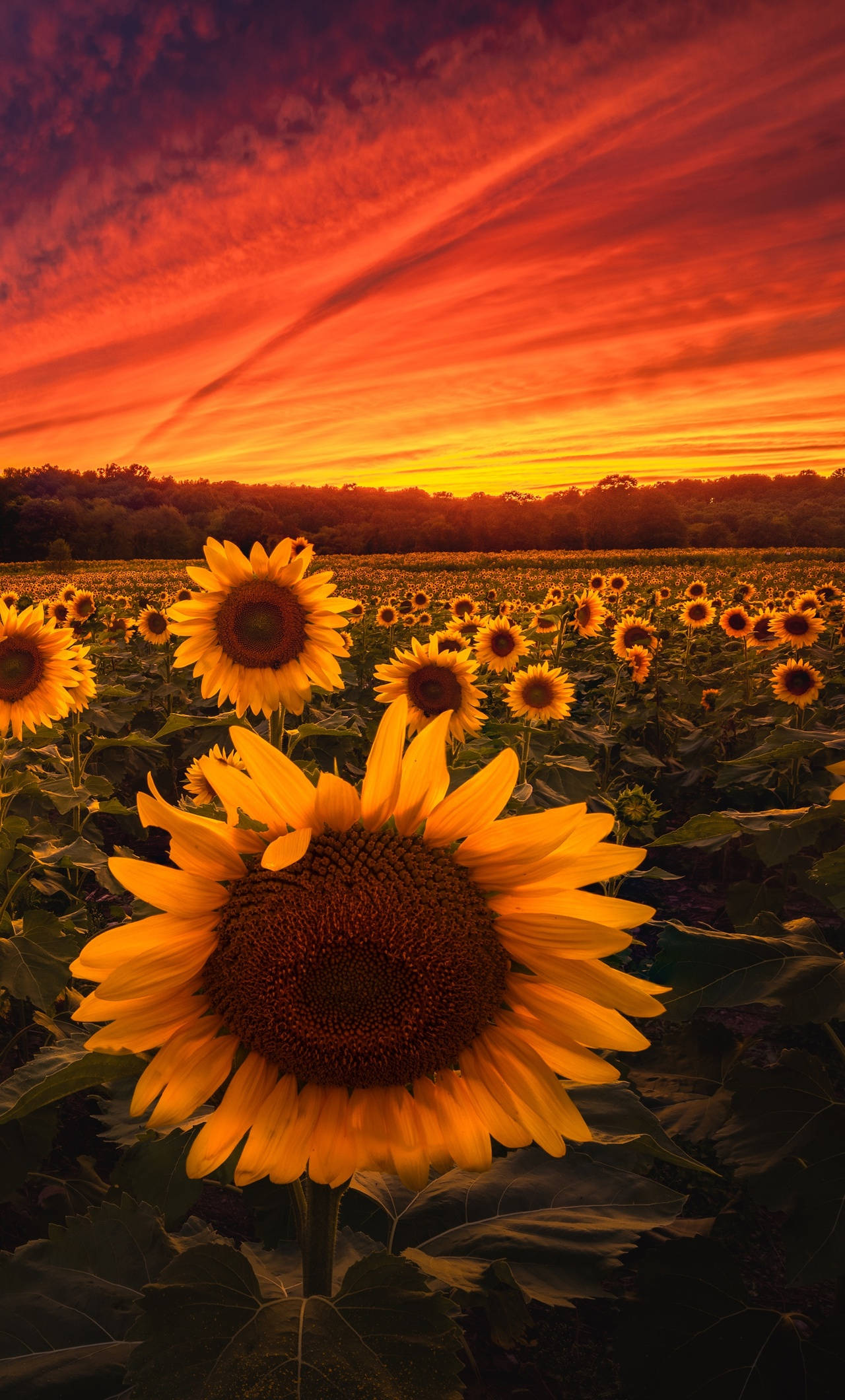 sunflowers, fiery orange sunset, dramatic clouds, Full HD Phone Wallpaper