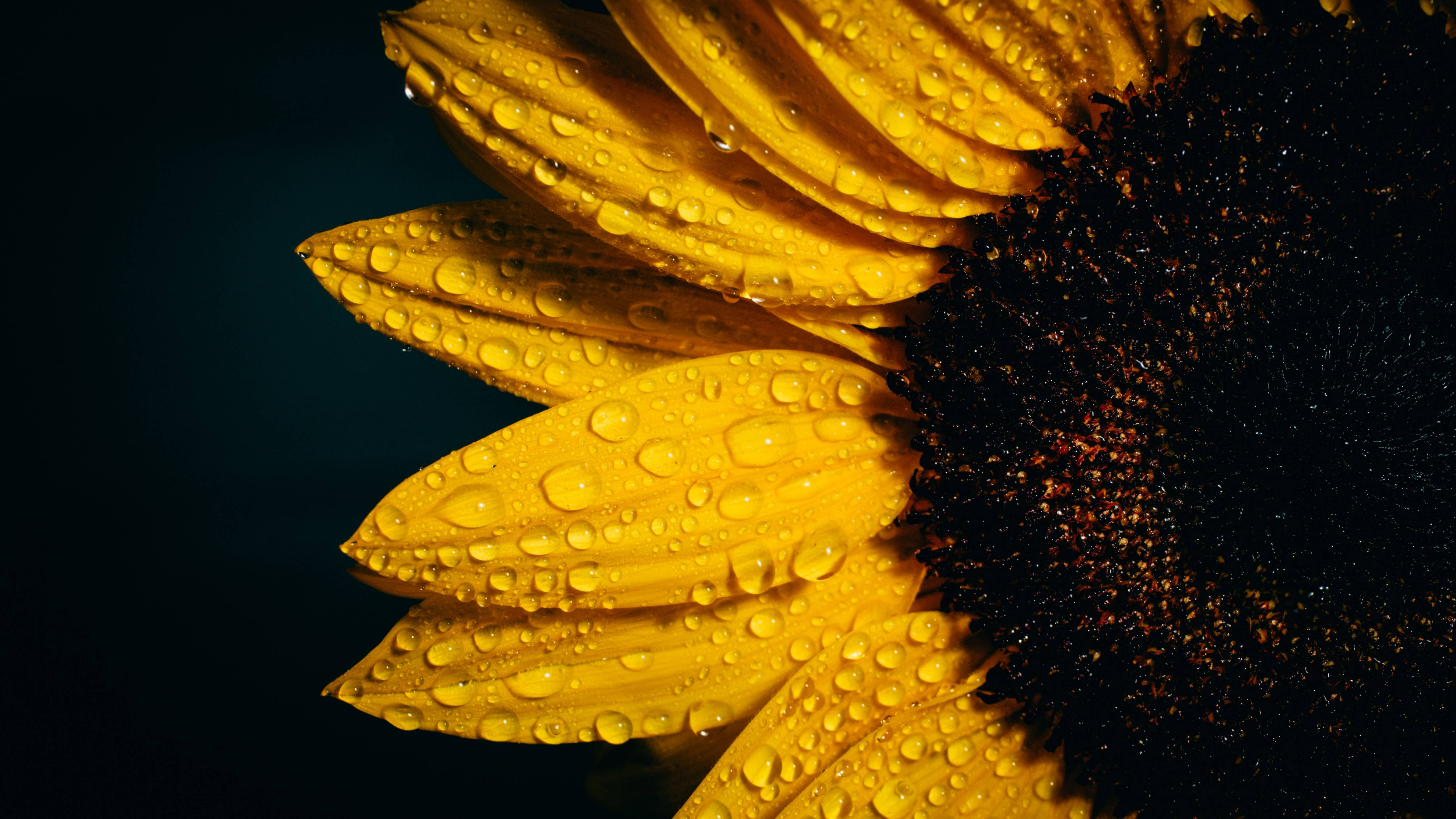 sunflowers and roses, vibrant yellow petals, dewdrops, 5K Desktop Wallpaper