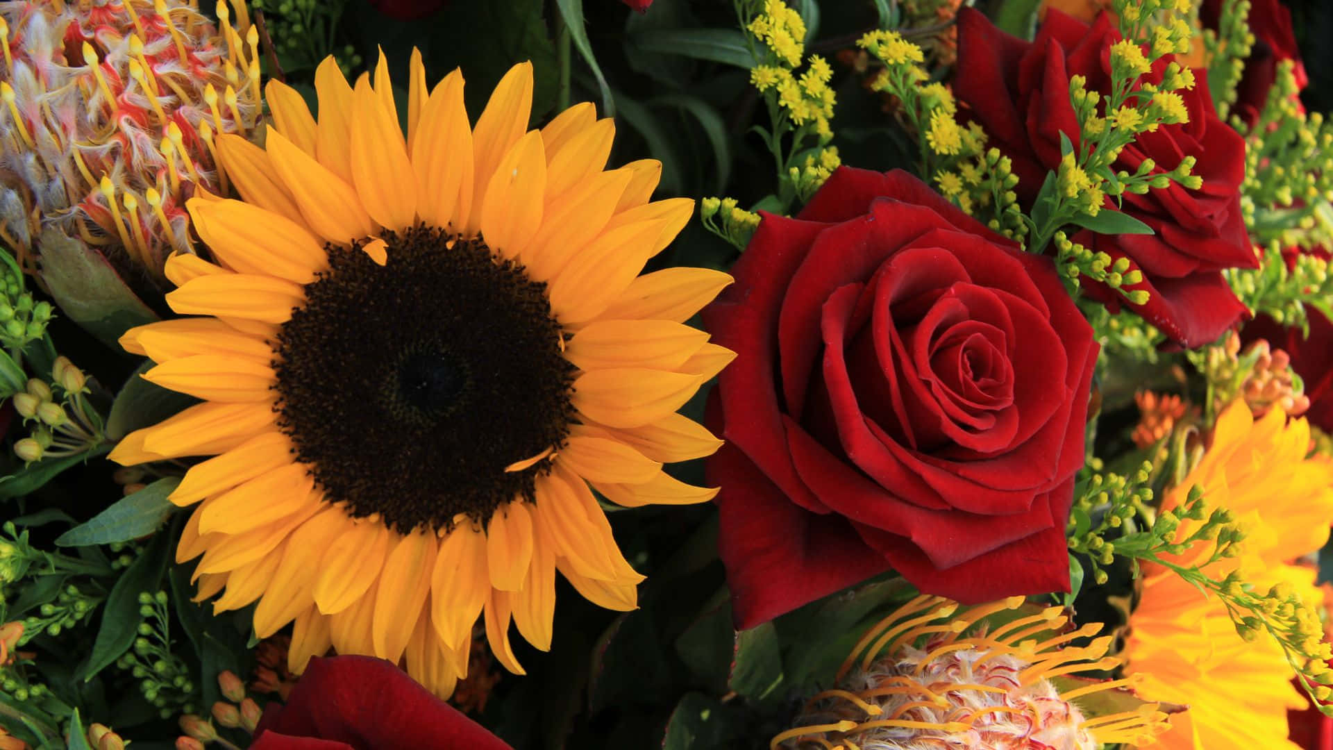 sunflowers, roses, deep red rose, Full HD Desktop Wallpaper