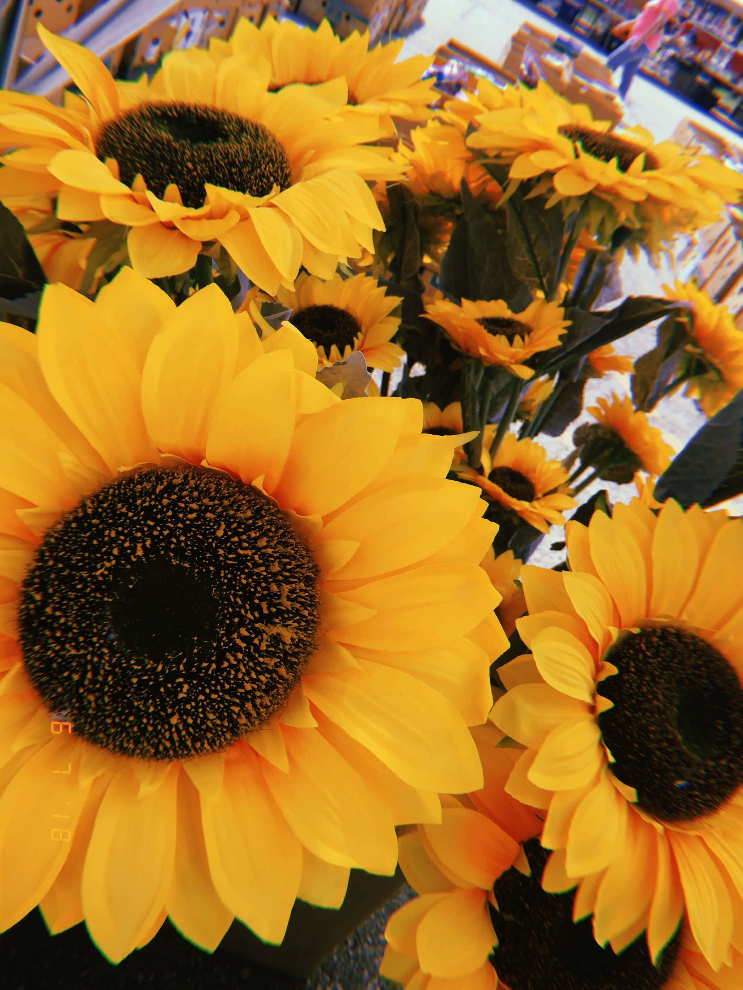 sunflowers, yellow, dark centers, 2K Phone Wallpaper