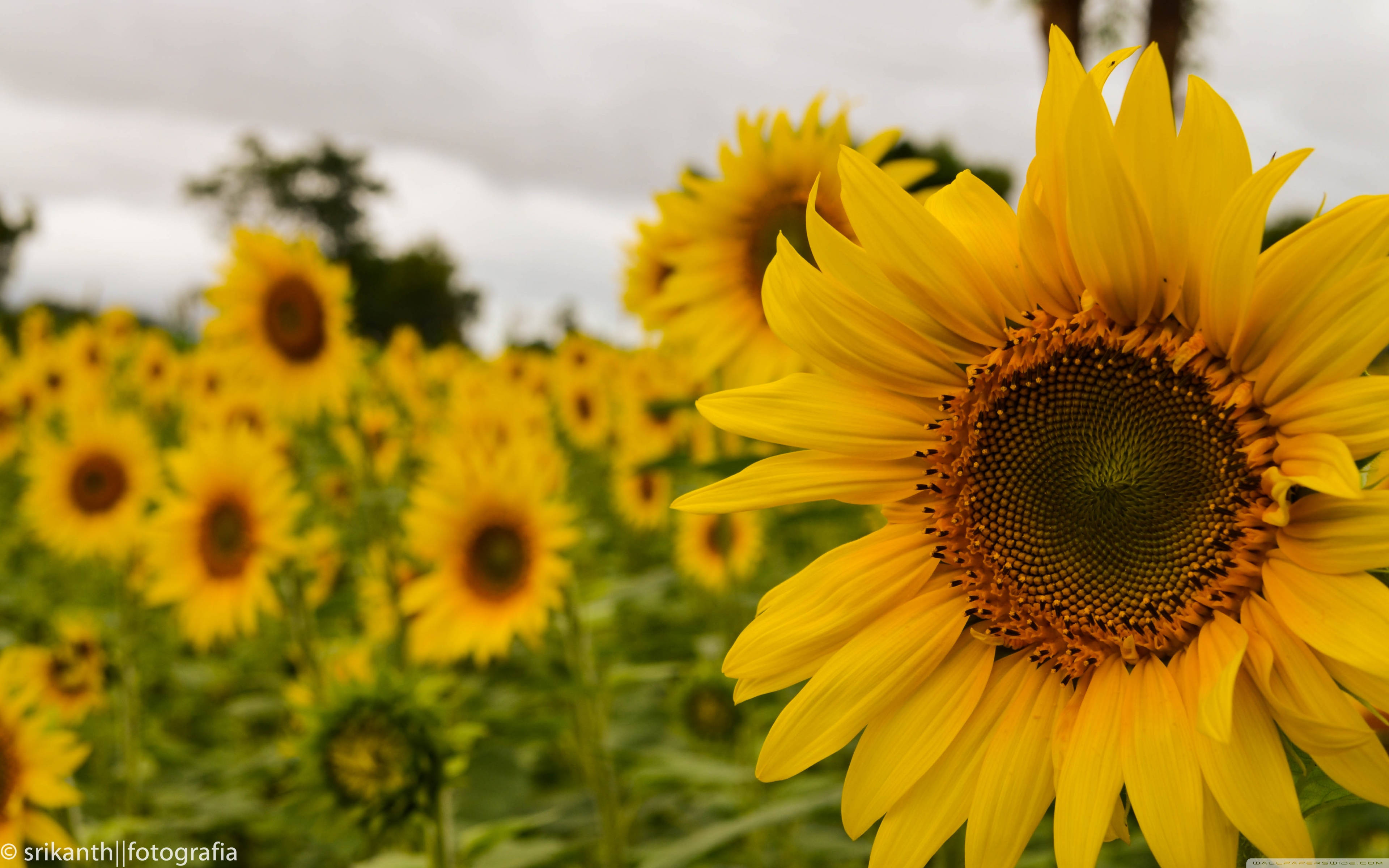 sunflower field, overcast sky, one sunflower in sharp focus, 4K Desktop Wallpaper