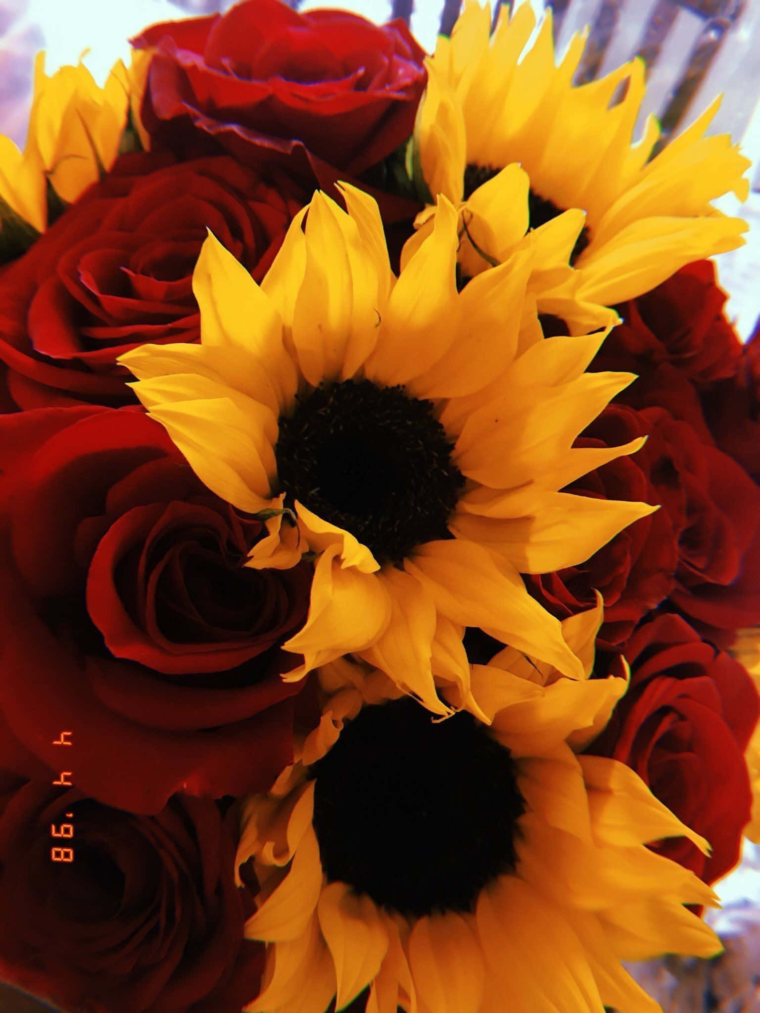 sunflowers, roses, vibrant yellow, Full HD Phone Wallpaper