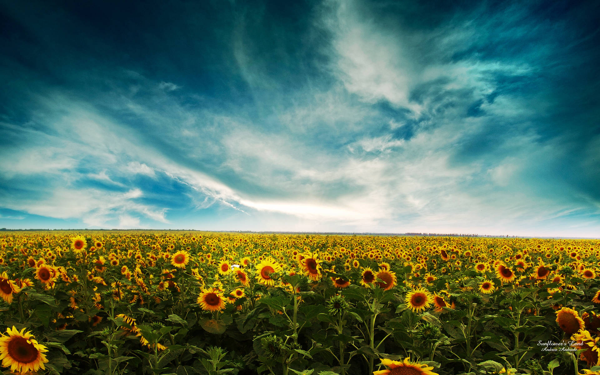 Sunflowers And Roses, vast field of sunflowers, dramatic swirling blue sky, Full HD Desktop Wallpaper