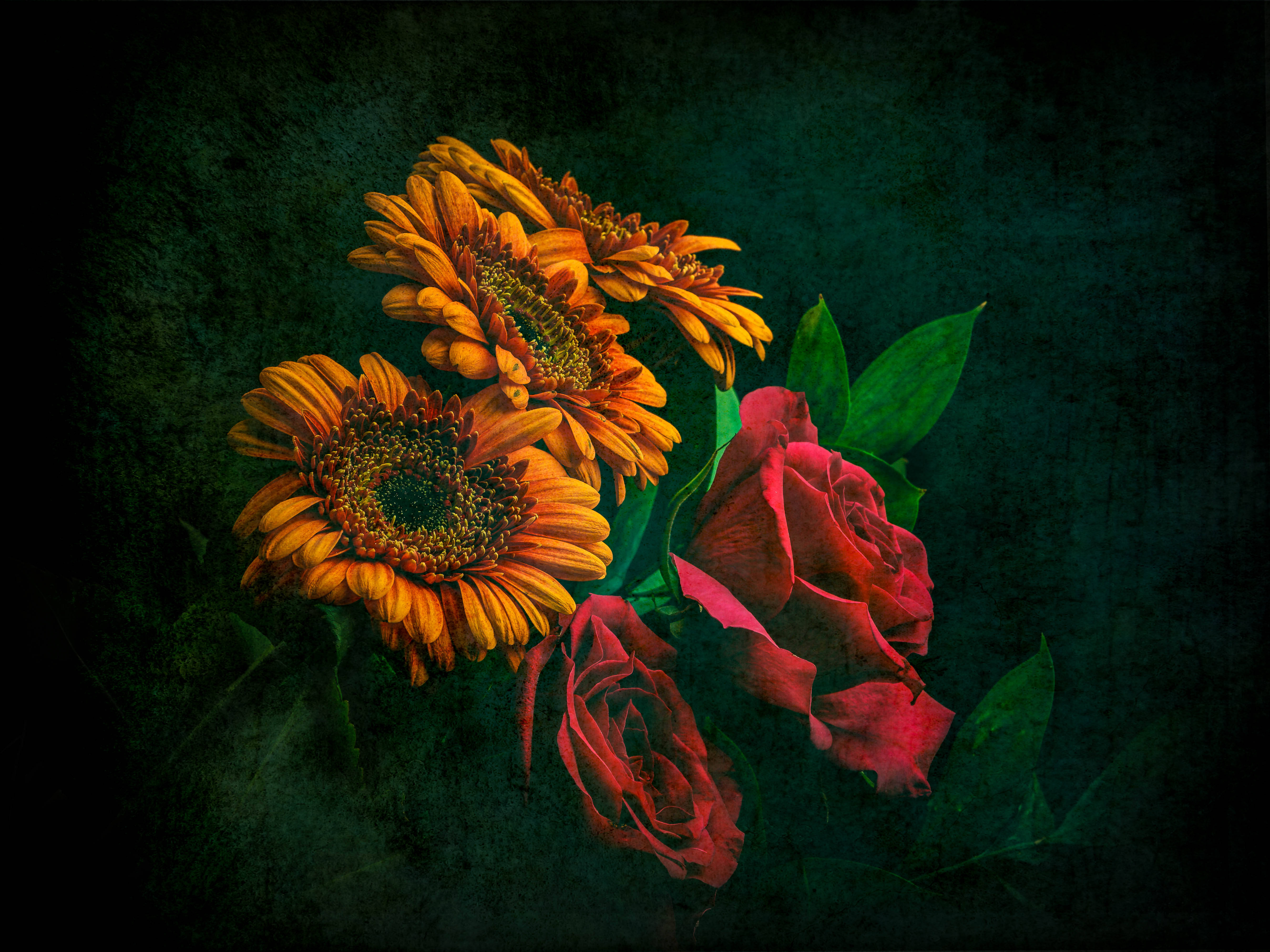 Sunflowers And Roses, orange gerberas, deep red roses, 5K Desktop Wallpaper