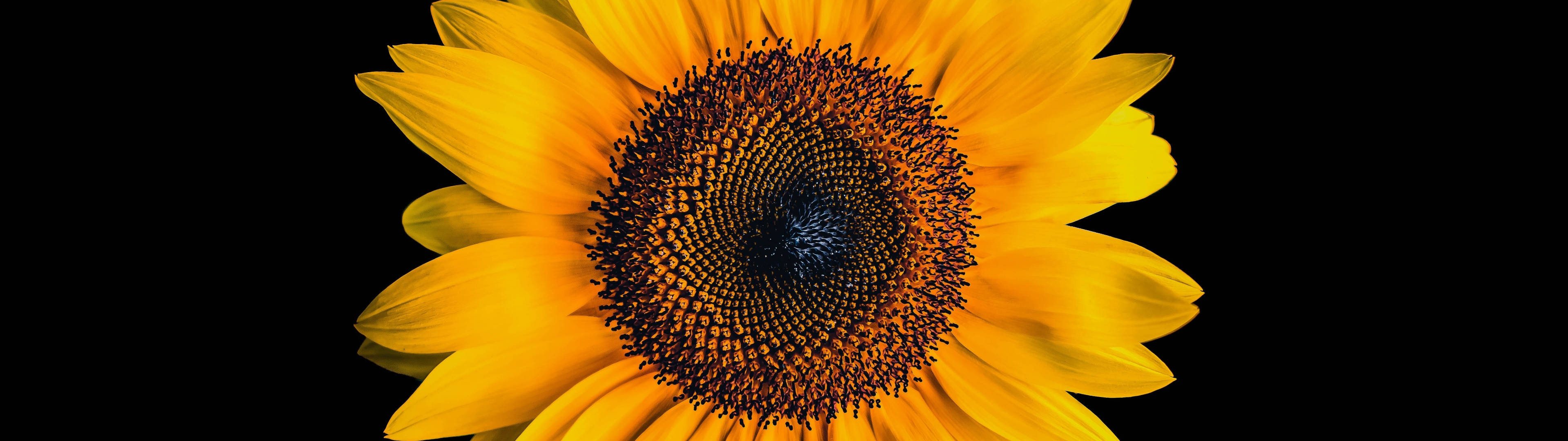 Sunflowers And Roses, golden petals, dark center, 4K Desktop Wallpaper