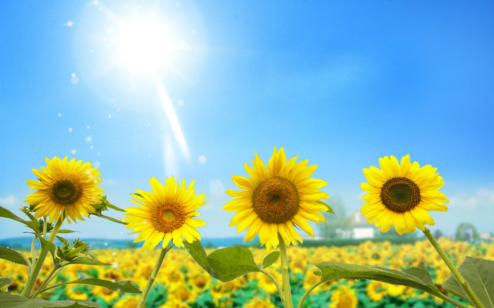 sunflowers, roses, vibrant hues, Full HD Desktop Wallpaper