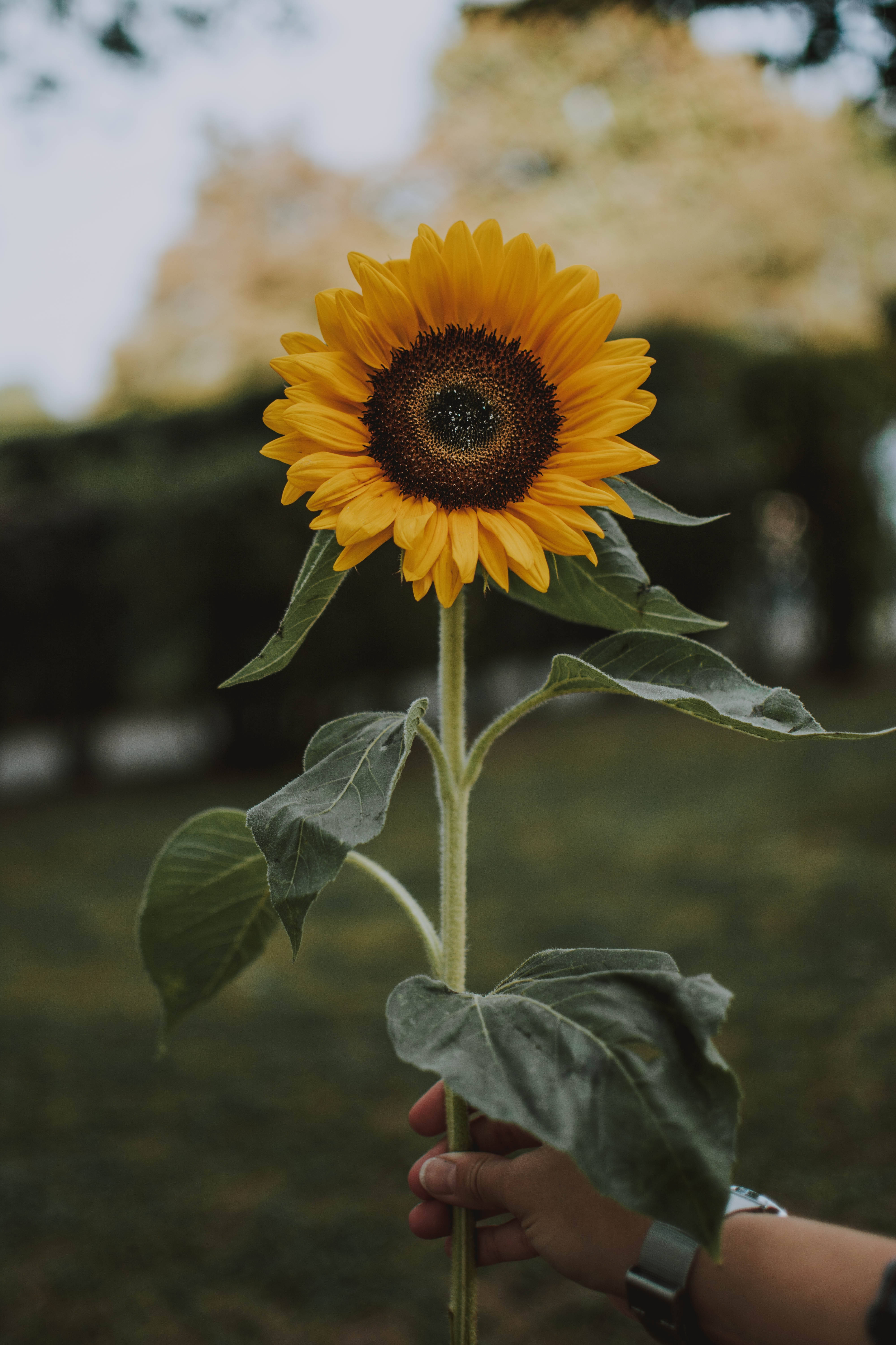 sunflowers and roses, vibrant yellow, dark center, 5K Phone Wallpaper