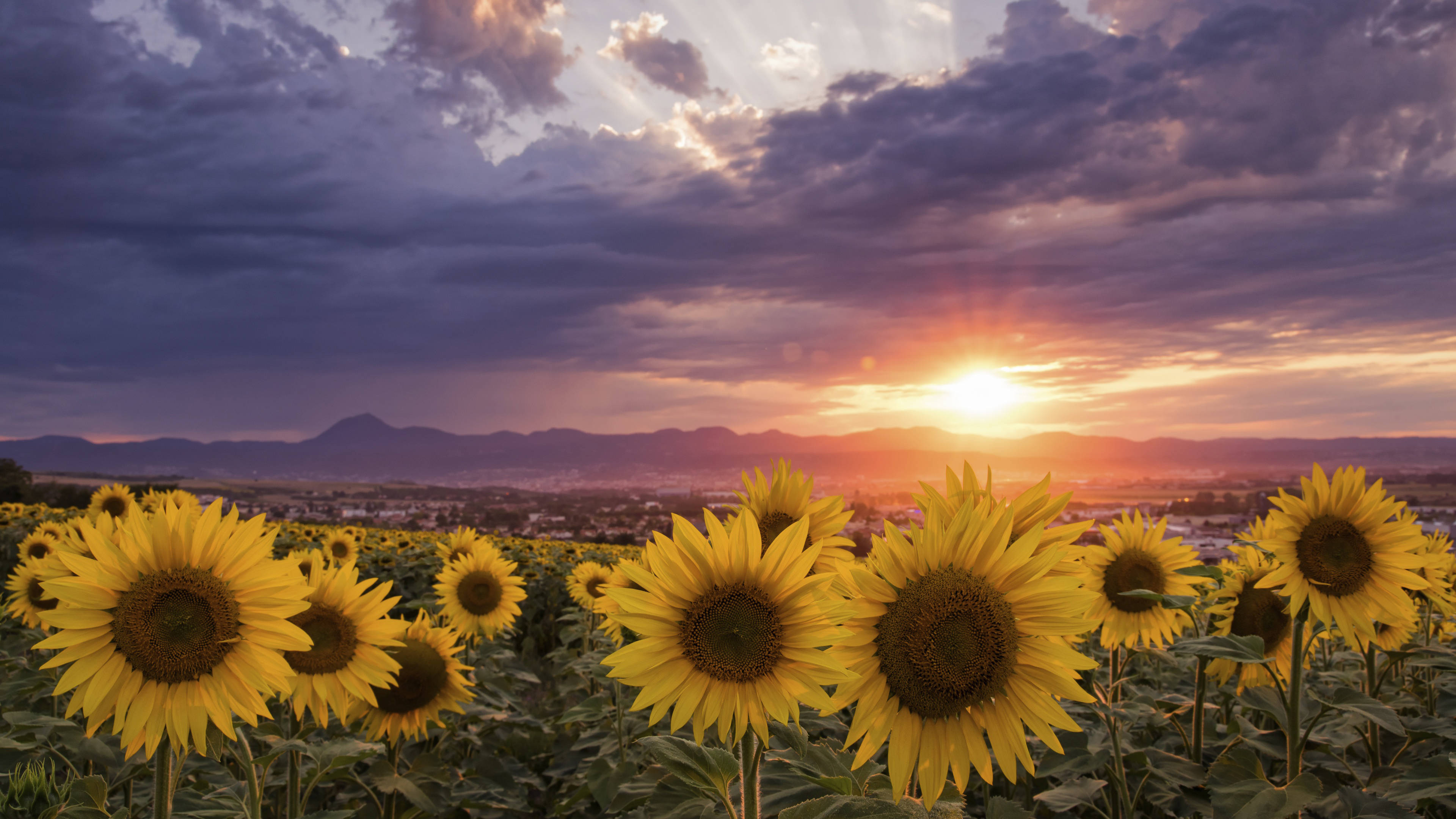 sunflowers, golden sun, distant mountains, 4K Desktop Wallpaper
