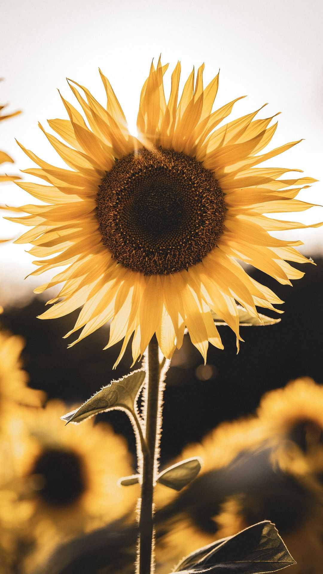 sunflowers and roses, sunflower, golden sky, Full HD Phone Wallpaper