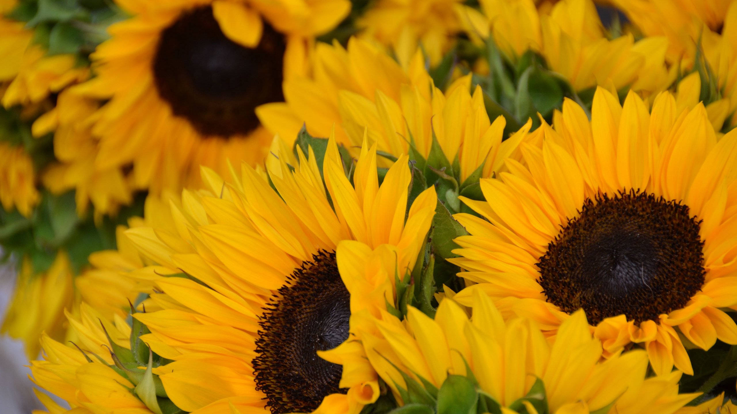 sunflowers, roses, bright yellow petals, 2K Desktop Wallpaper