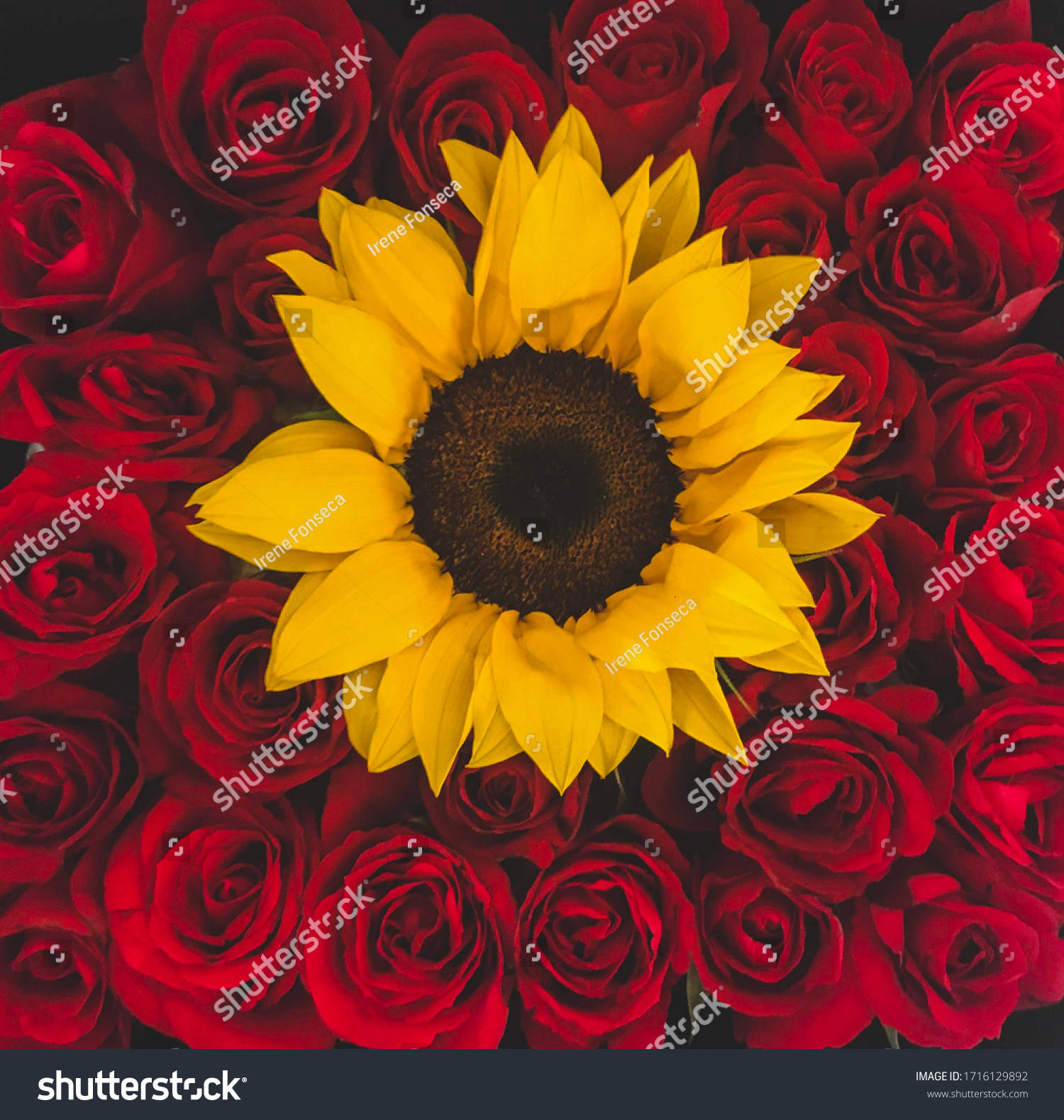 sunflowers and roses, vibrant yellow sunflower, deep red roses, HD Phone Wallpaper
