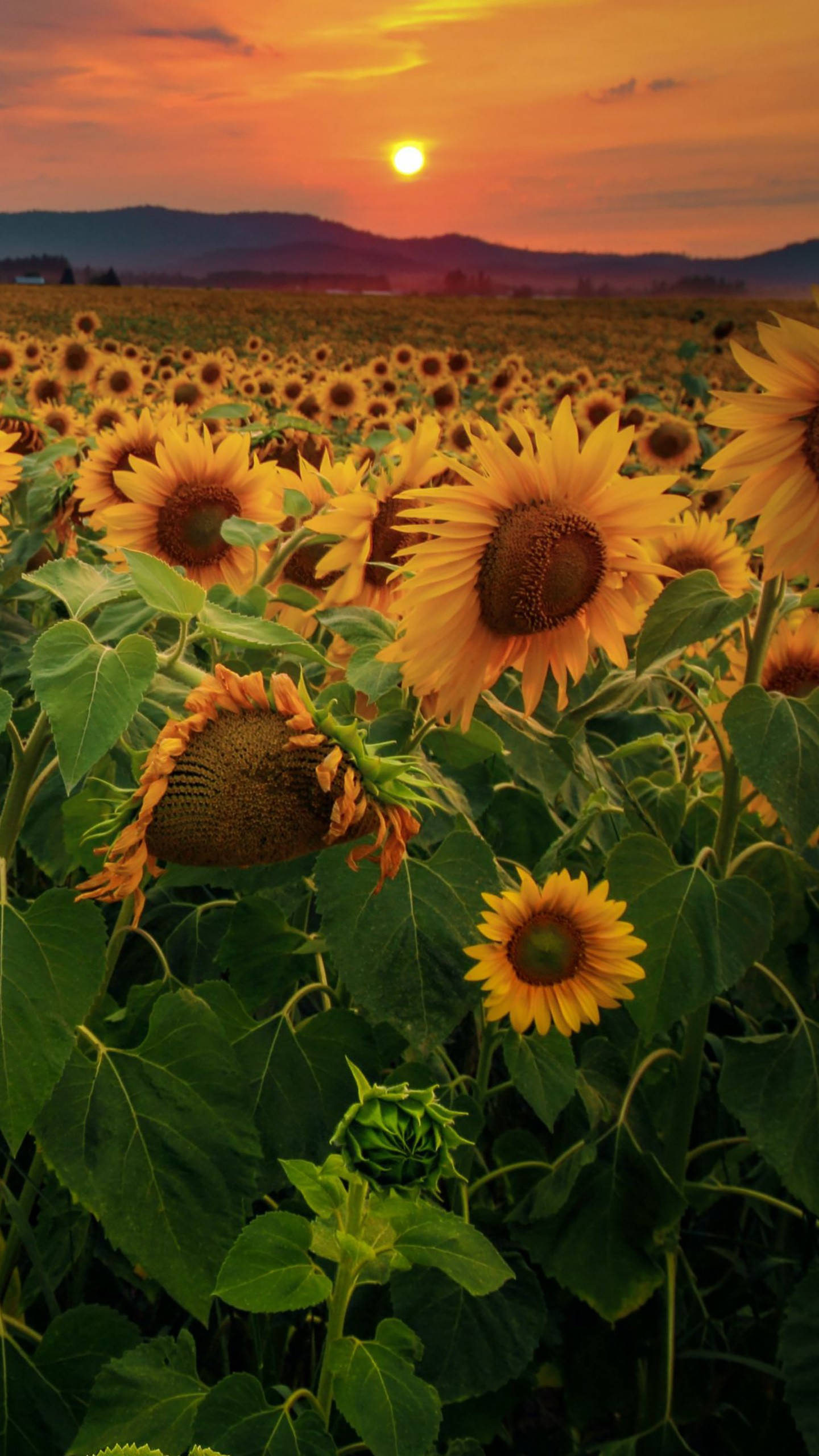 sunflowers, roses, fiery sunset, 2K Phone Wallpaper