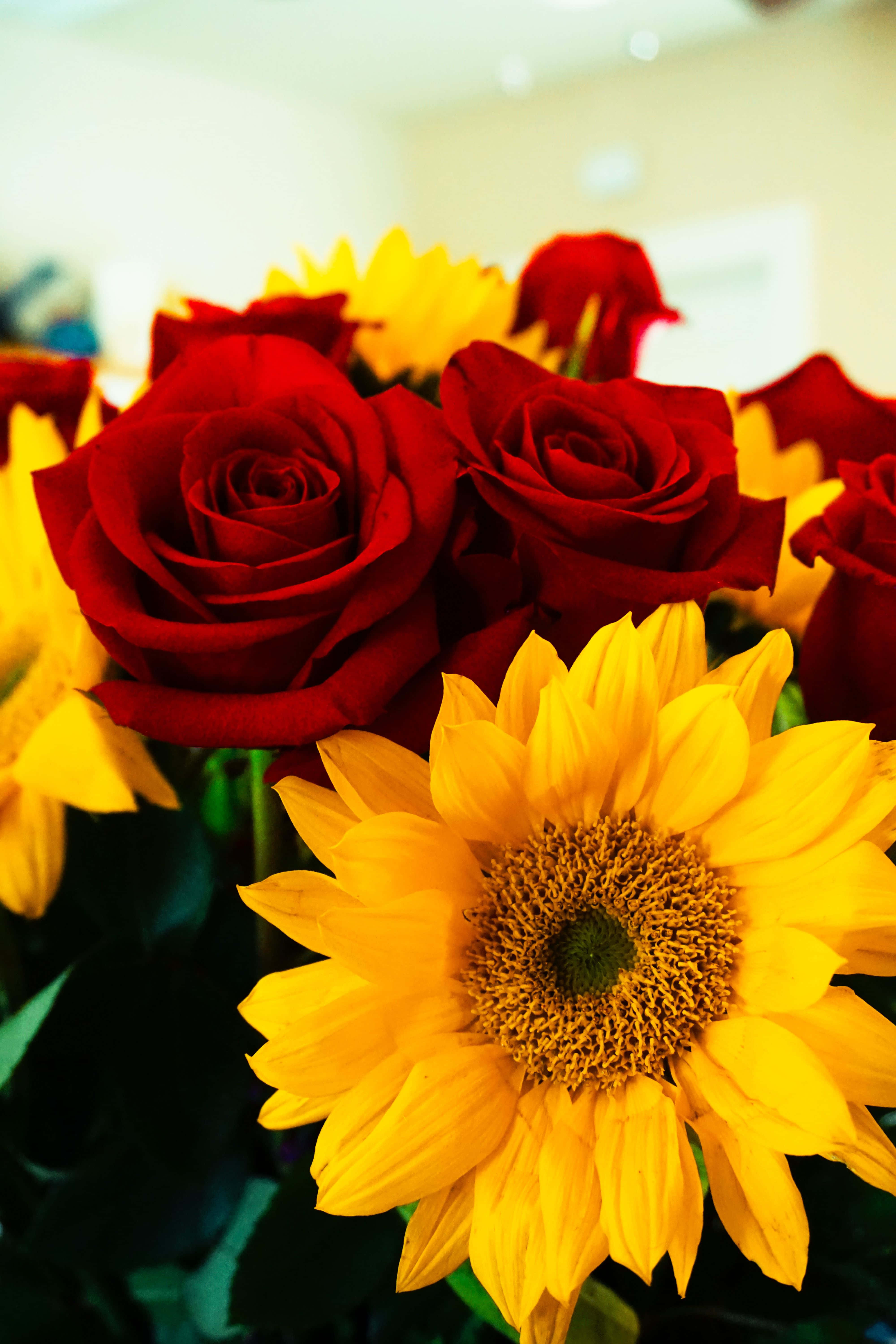Sunflowers And Roses, red roses, bright yellow sunflower, 5K Phone Wallpaper