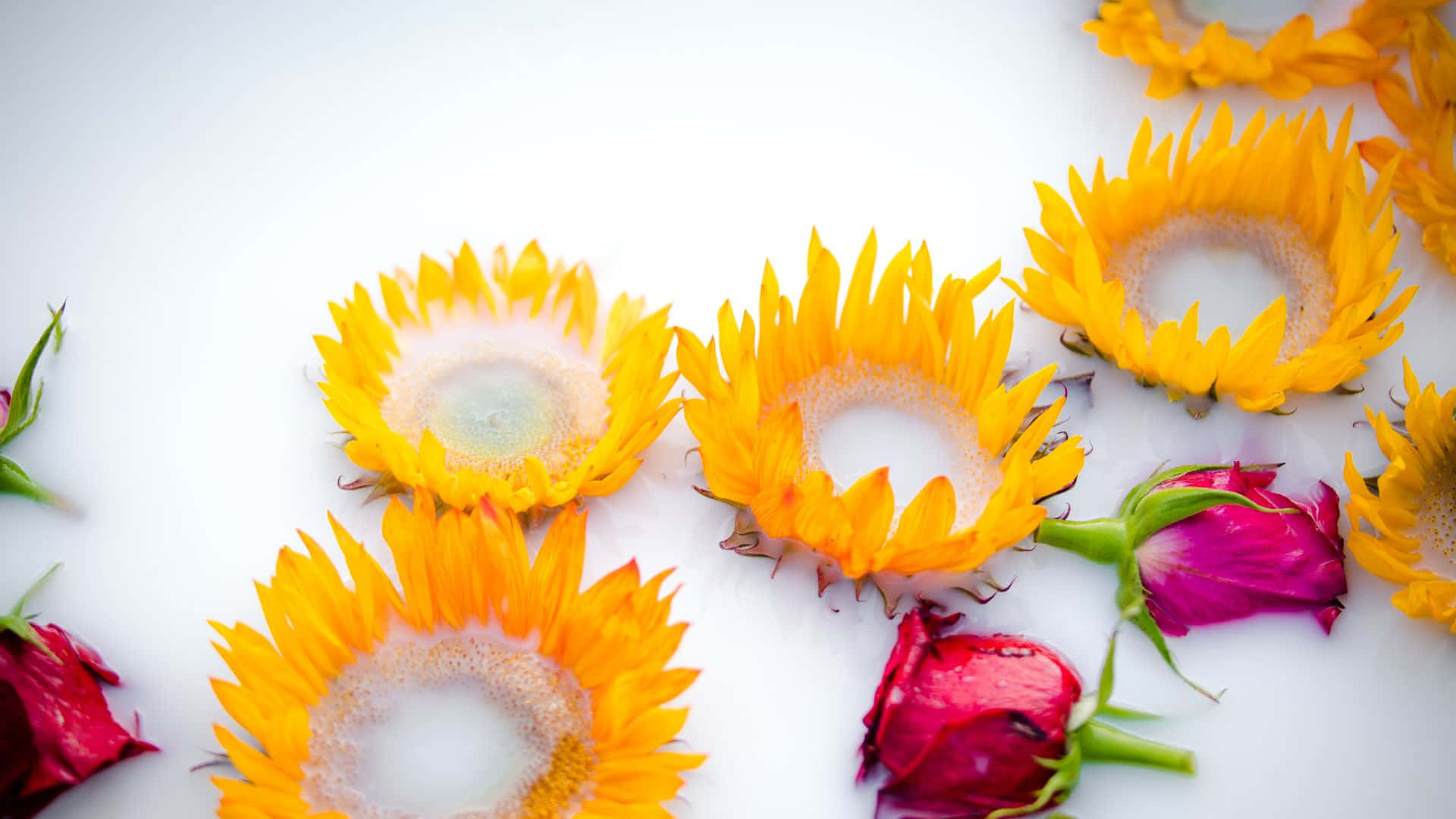 sunflowers, roses, vibrant yellow, Full HD Desktop Wallpaper
