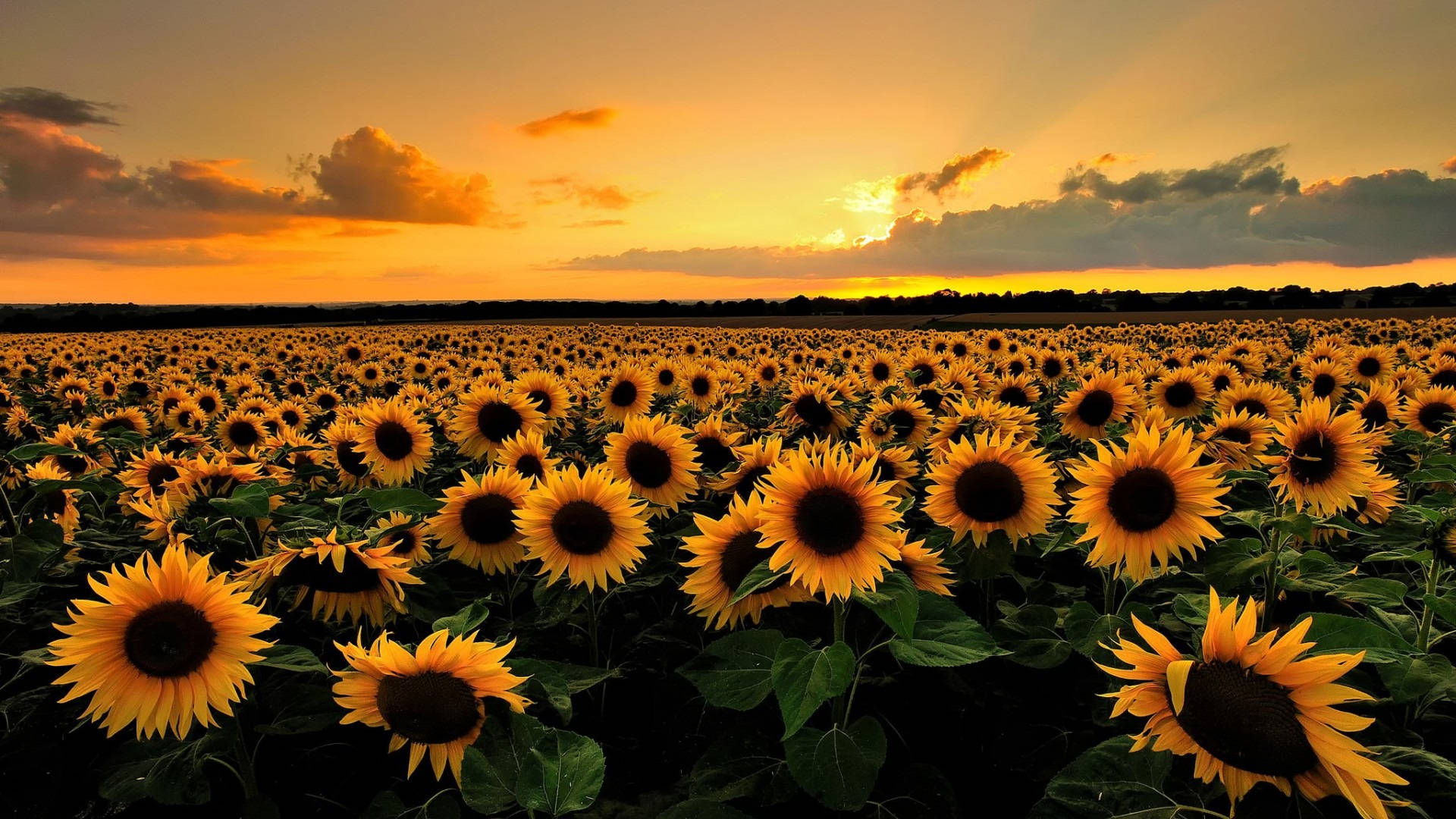 sunflowers, field, sunset, Full HD Desktop Wallpaper