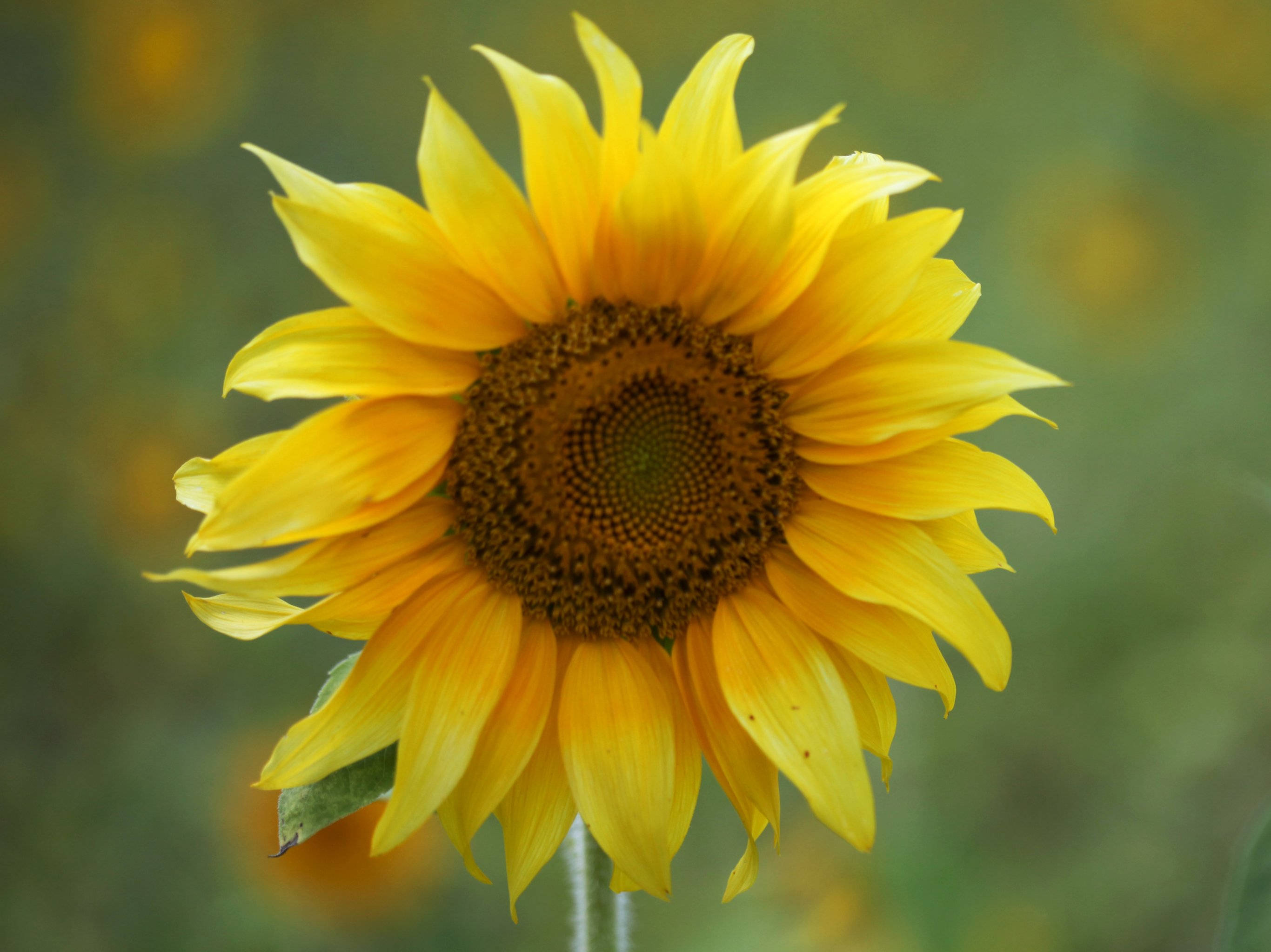 sunflowers and roses, sunflowers, roses, 2K Desktop Wallpaper