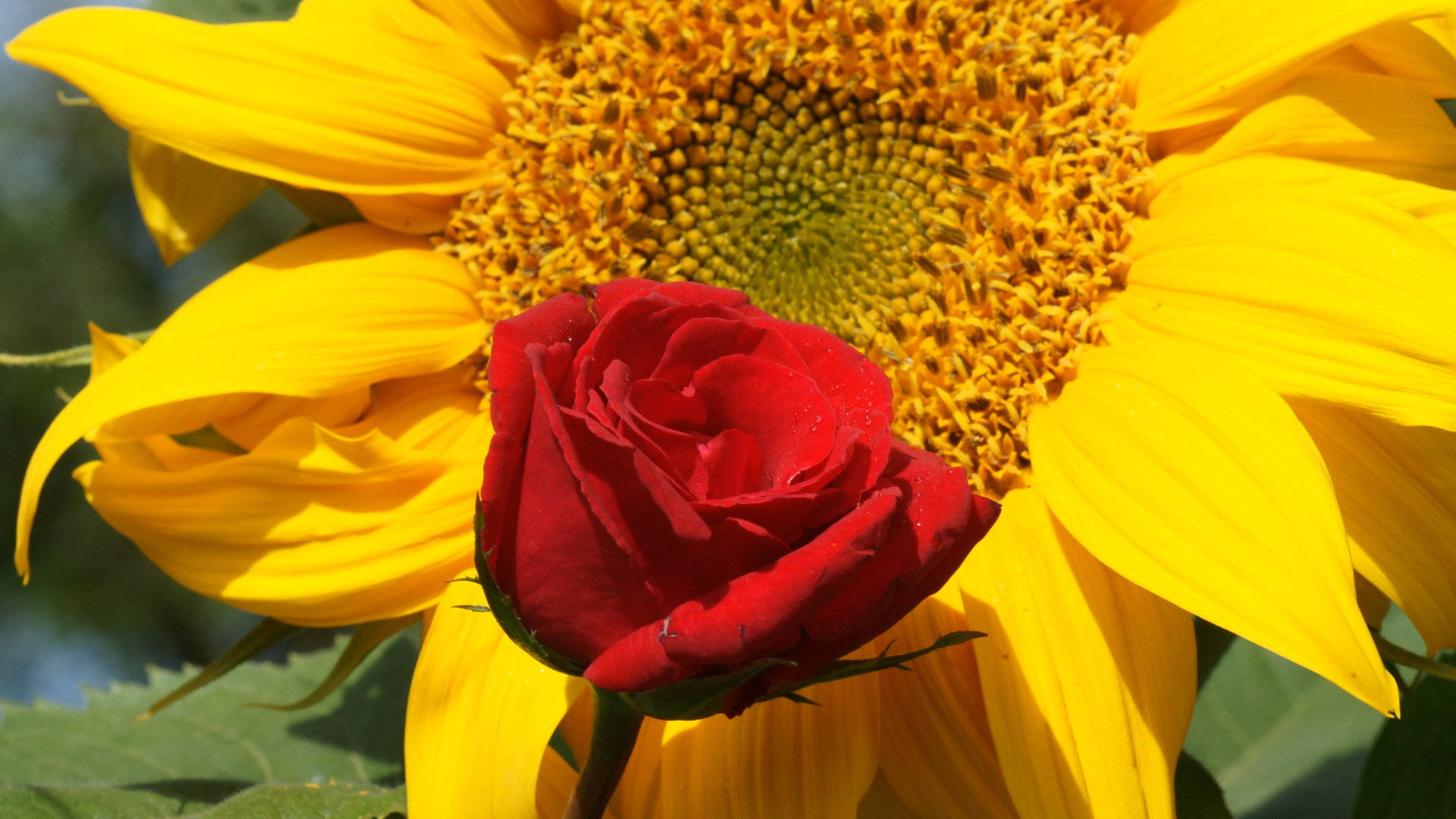 Sunflowers And Roses, red rose, yellow sunflower, Full HD Desktop Wallpaper