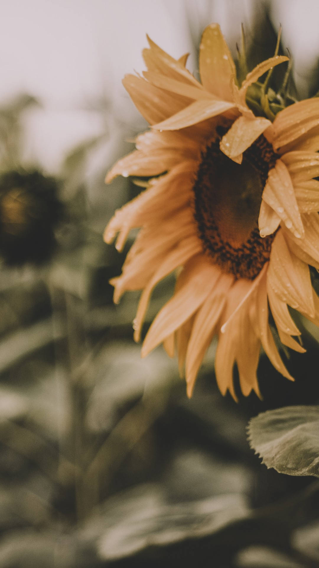 sunflowers, roses, crisp blue sky, Full HD Phone Wallpaper