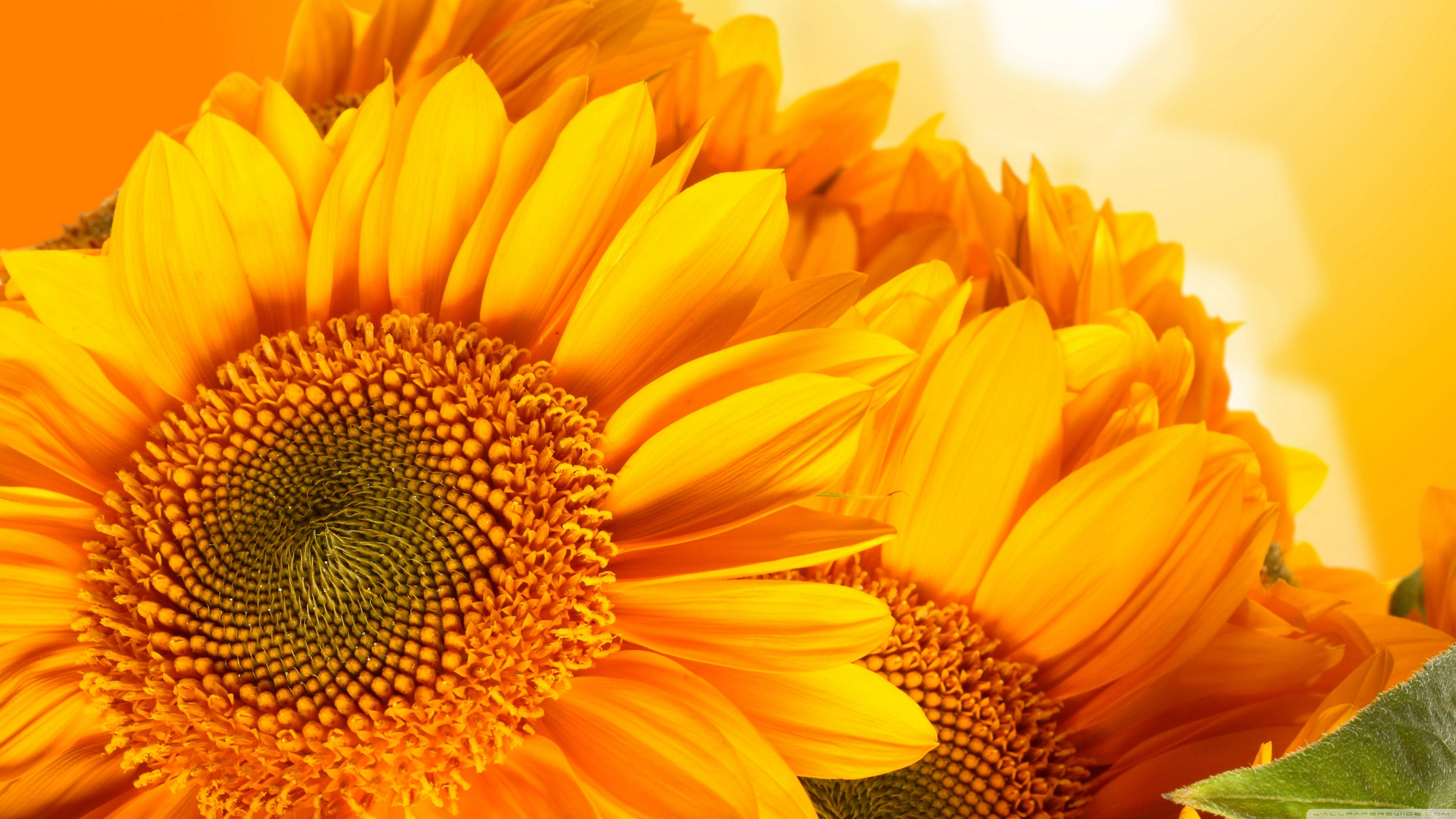 Sunflowers And Roses, sunflowers, roses, 4K Desktop Wallpaper