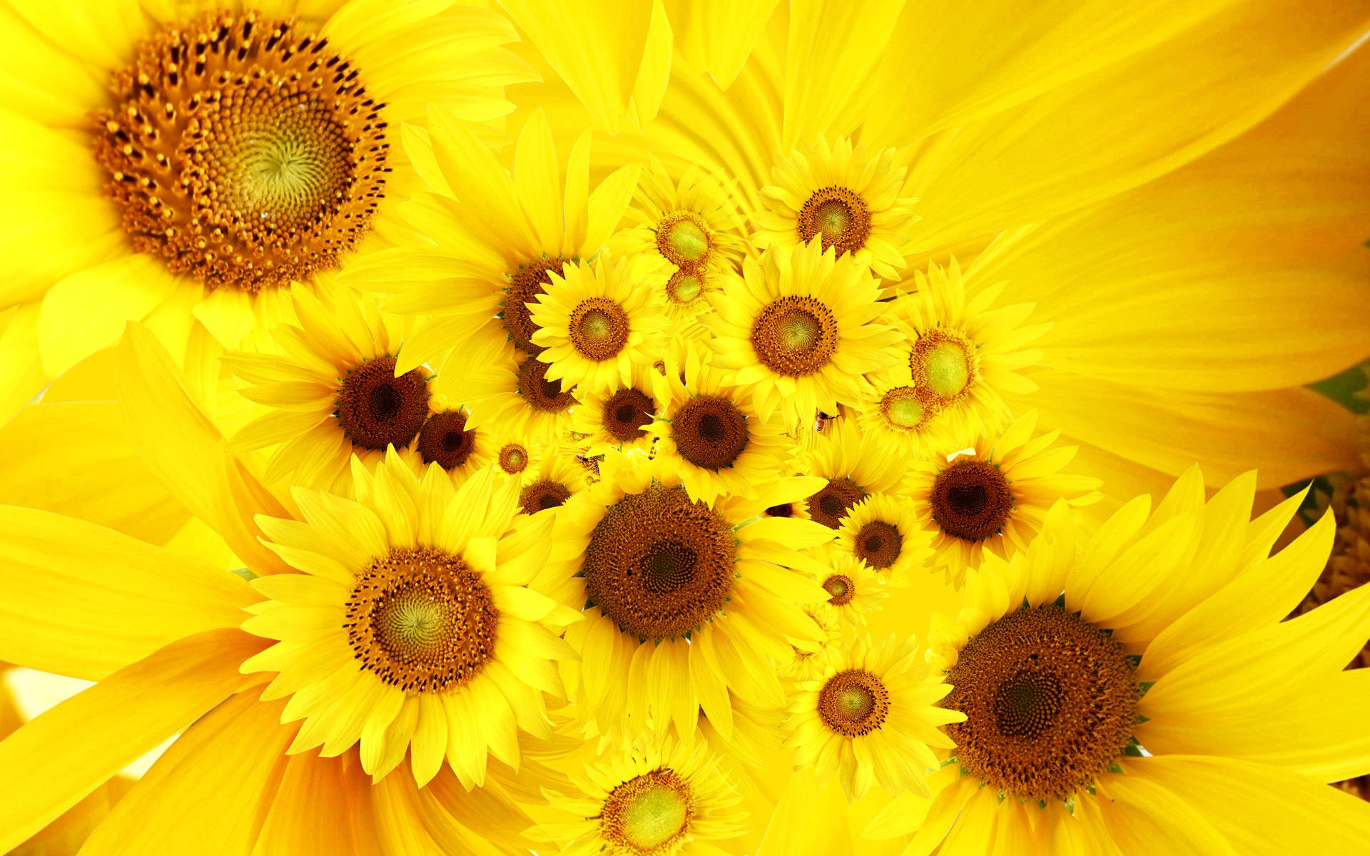 sunflowers, roses, vibrant yellow, Full HD Desktop Wallpaper