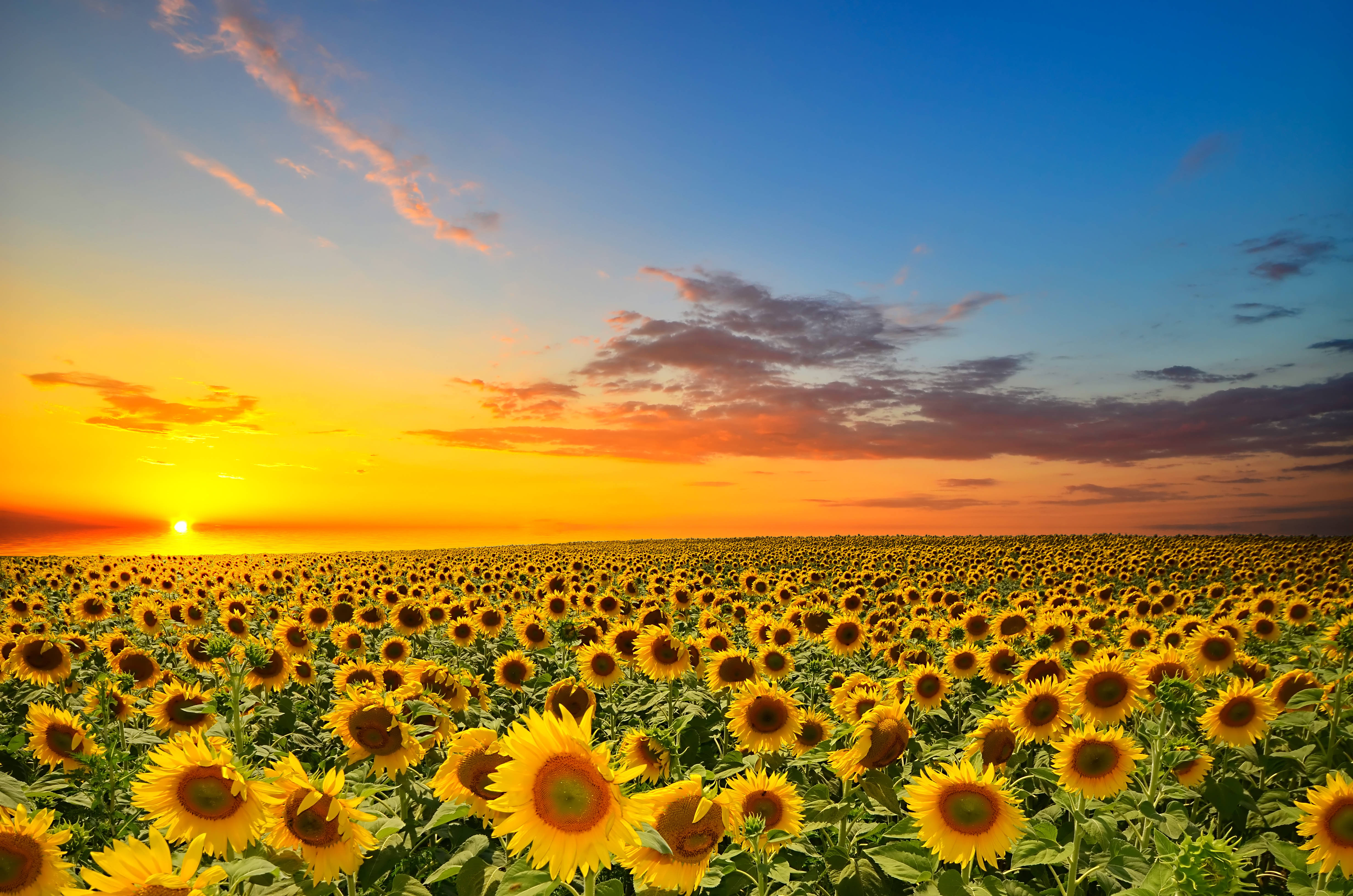 sunflowers, roses, vast field, 4K Desktop Wallpaper