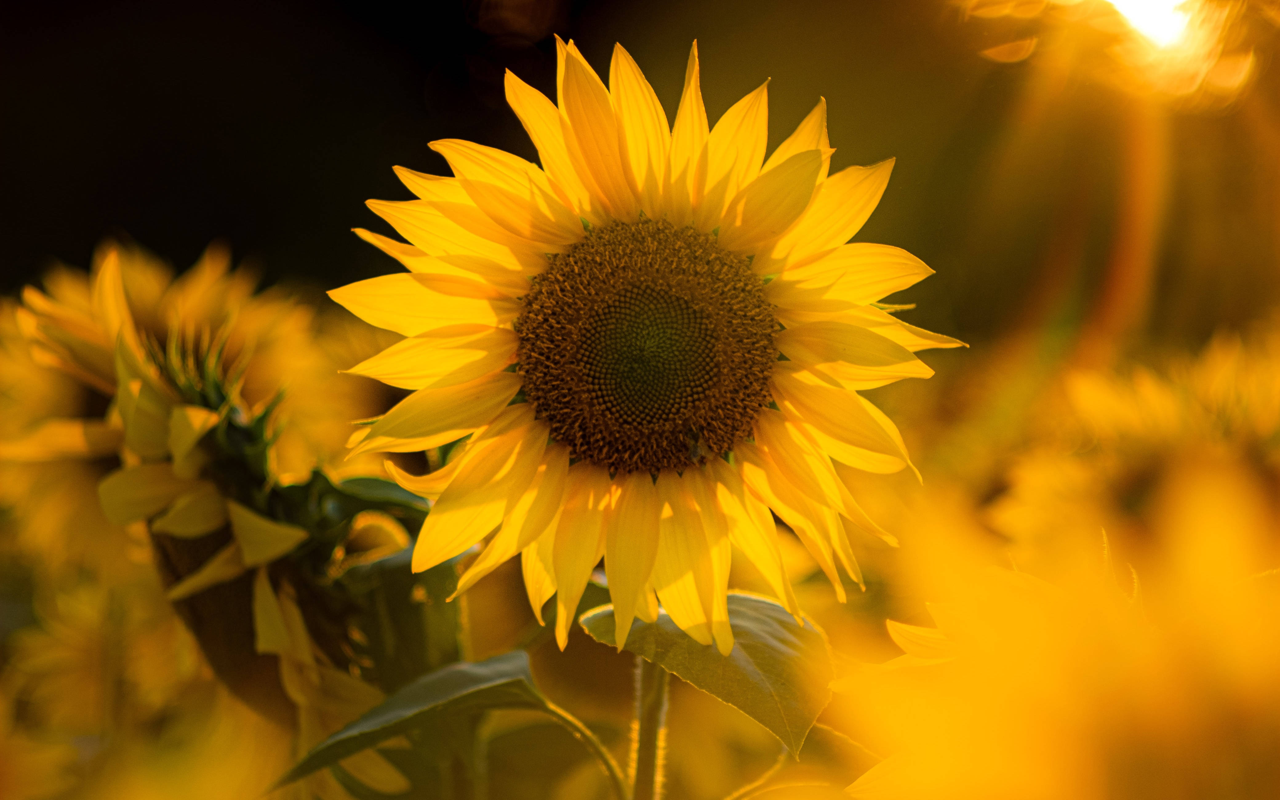 sunflowers and roses, sunflower, golden field, 4K Desktop Wallpaper