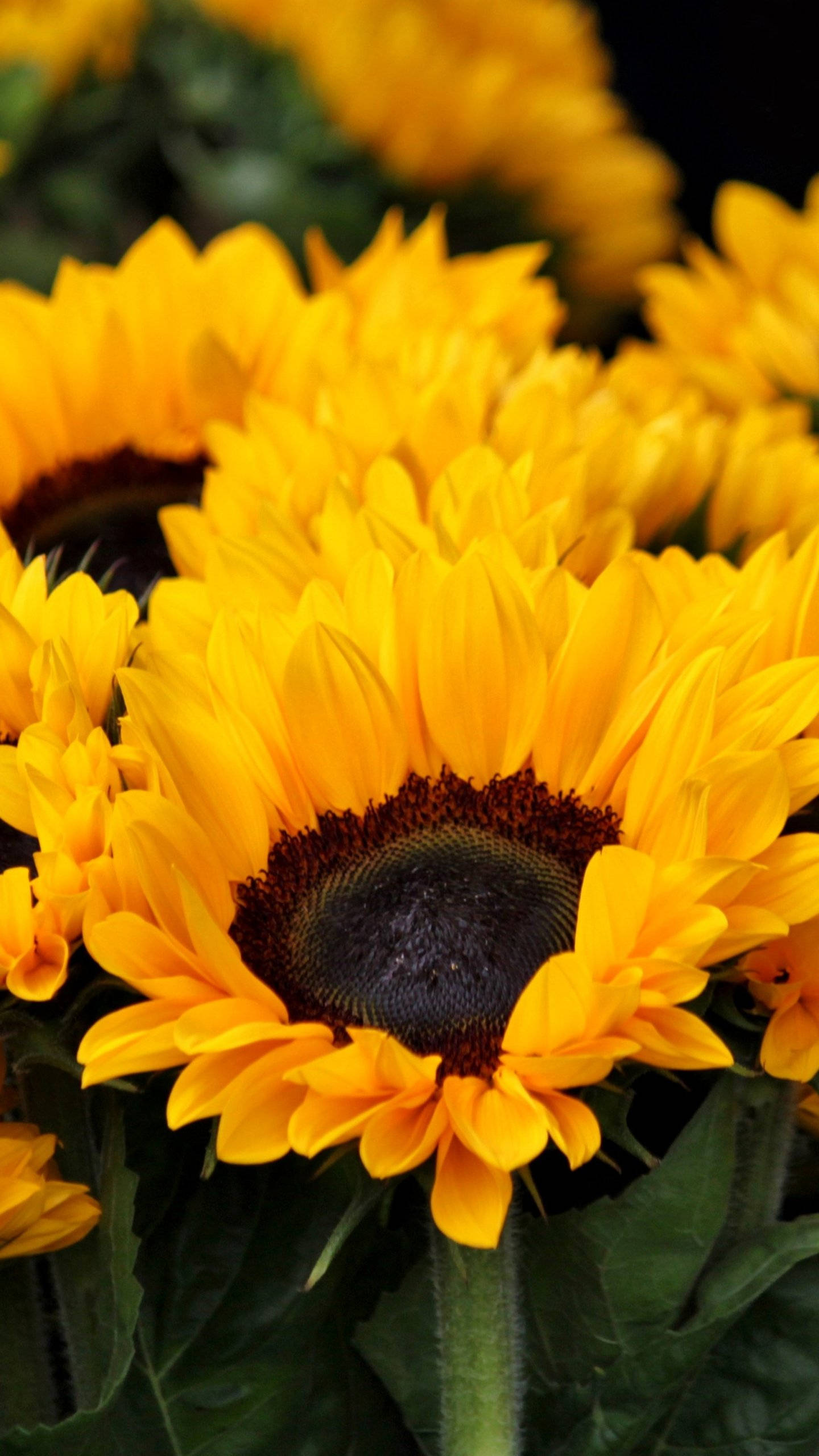 Sunflowers And Roses, golden petals, dark centers, 2K Phone Wallpaper