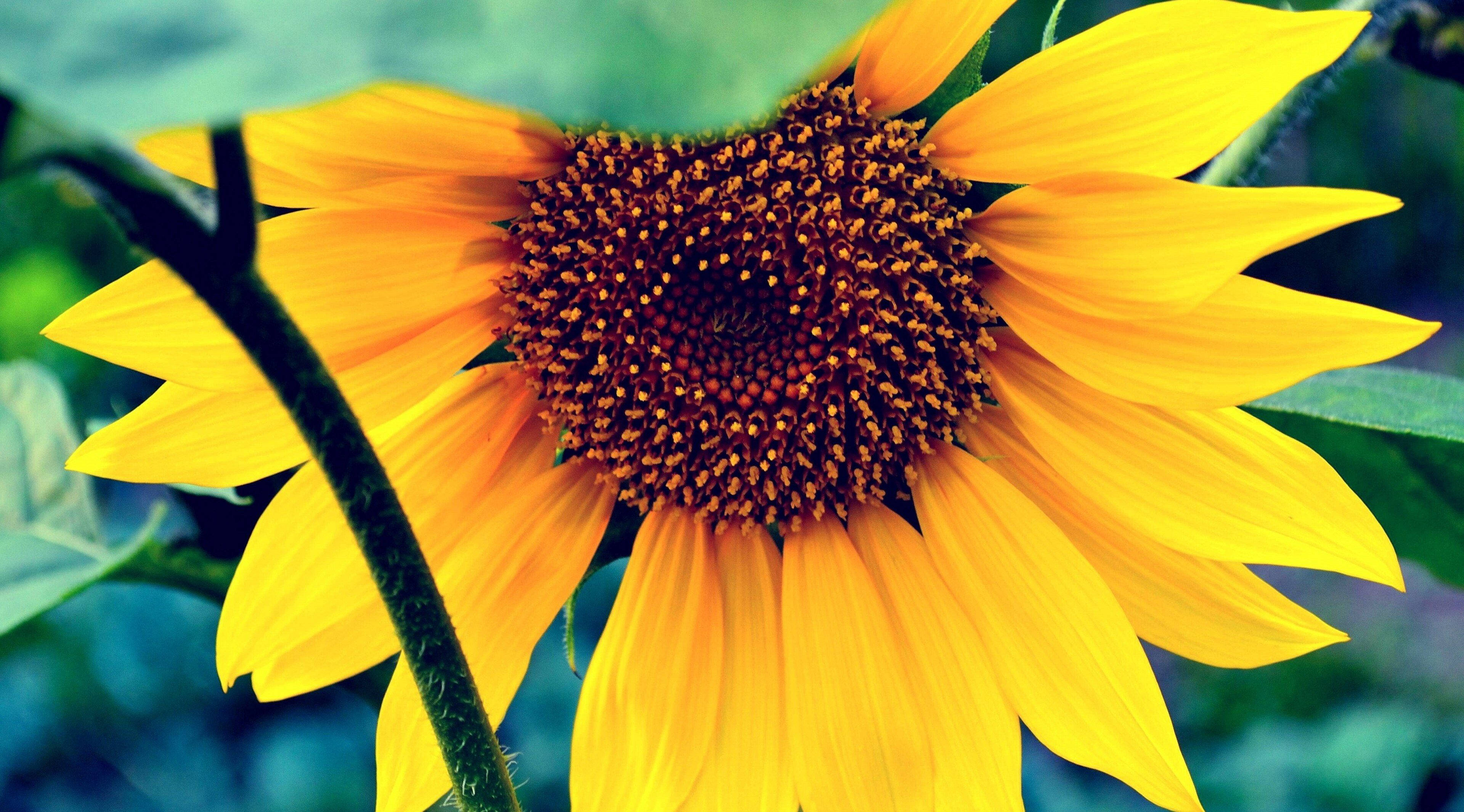 Sunflowers And Roses, yellow sunflower, brown center, 4K Desktop Wallpaper