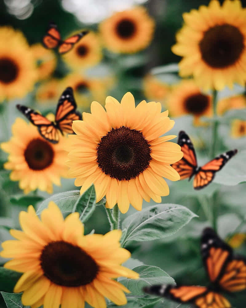 sunflowers, monarch butterflies, golden petals, SD Phone Wallpaper