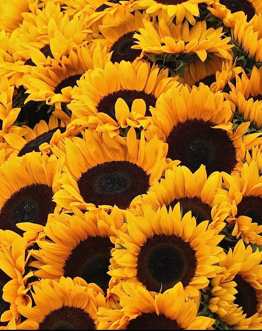 sunflowers, roses, bright yellow petals, SD Phone Wallpaper