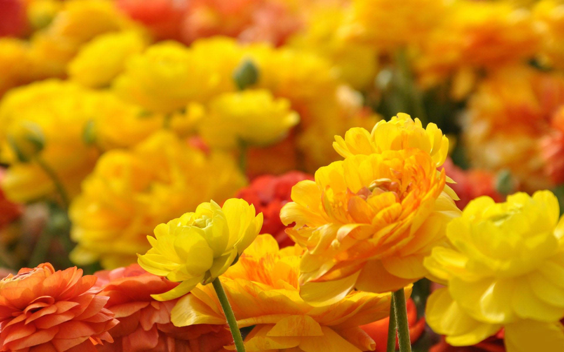 ranunculus, yellow, orange, Full HD Desktop Wallpaper