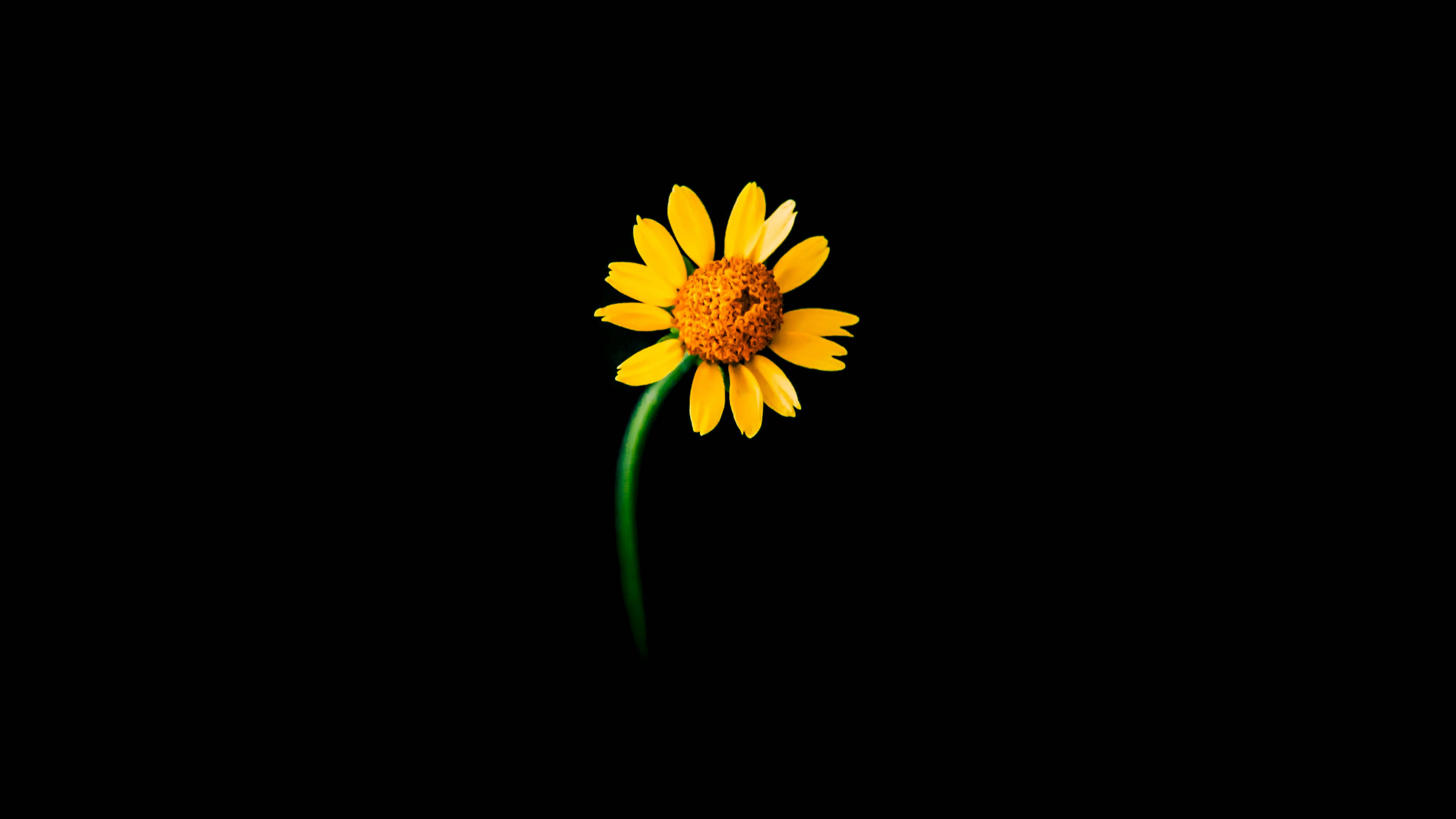 sunflowers and roses, vibrant yellow daisy, green stem, 4K Desktop Wallpaper