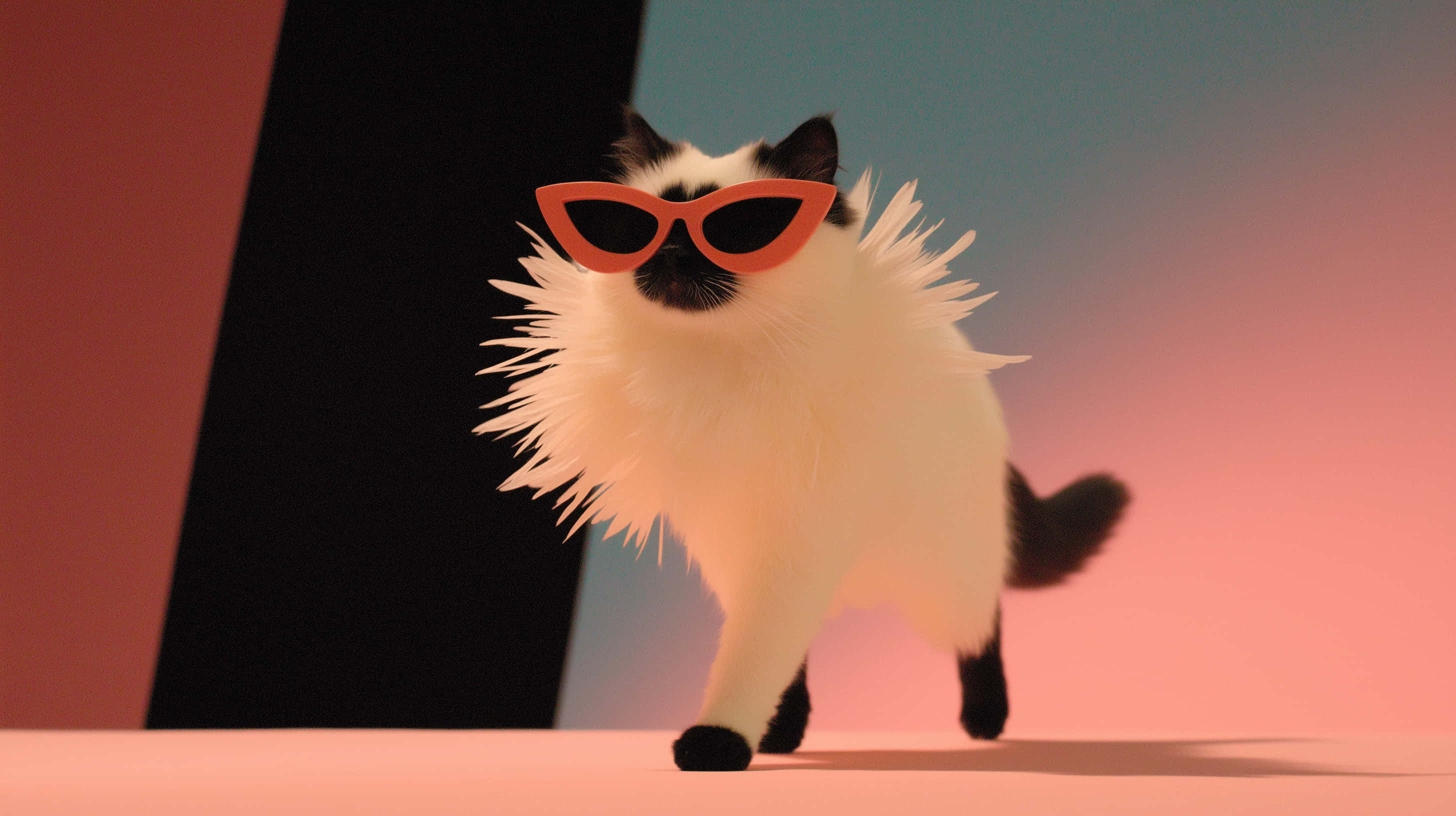 fluffy white cat, black ears and paws, orange sunglasses, 2K Desktop Wallpaper