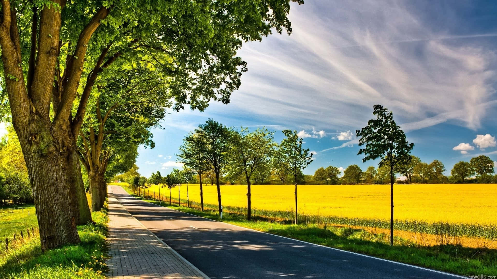 sunny countryside road, asphalt road, vibrant yellow field, Full HD Desktop Wallpaper
