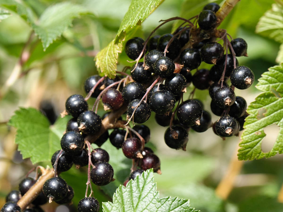 blackcurrant, dew, sunlit, SD Desktop Wallpaper