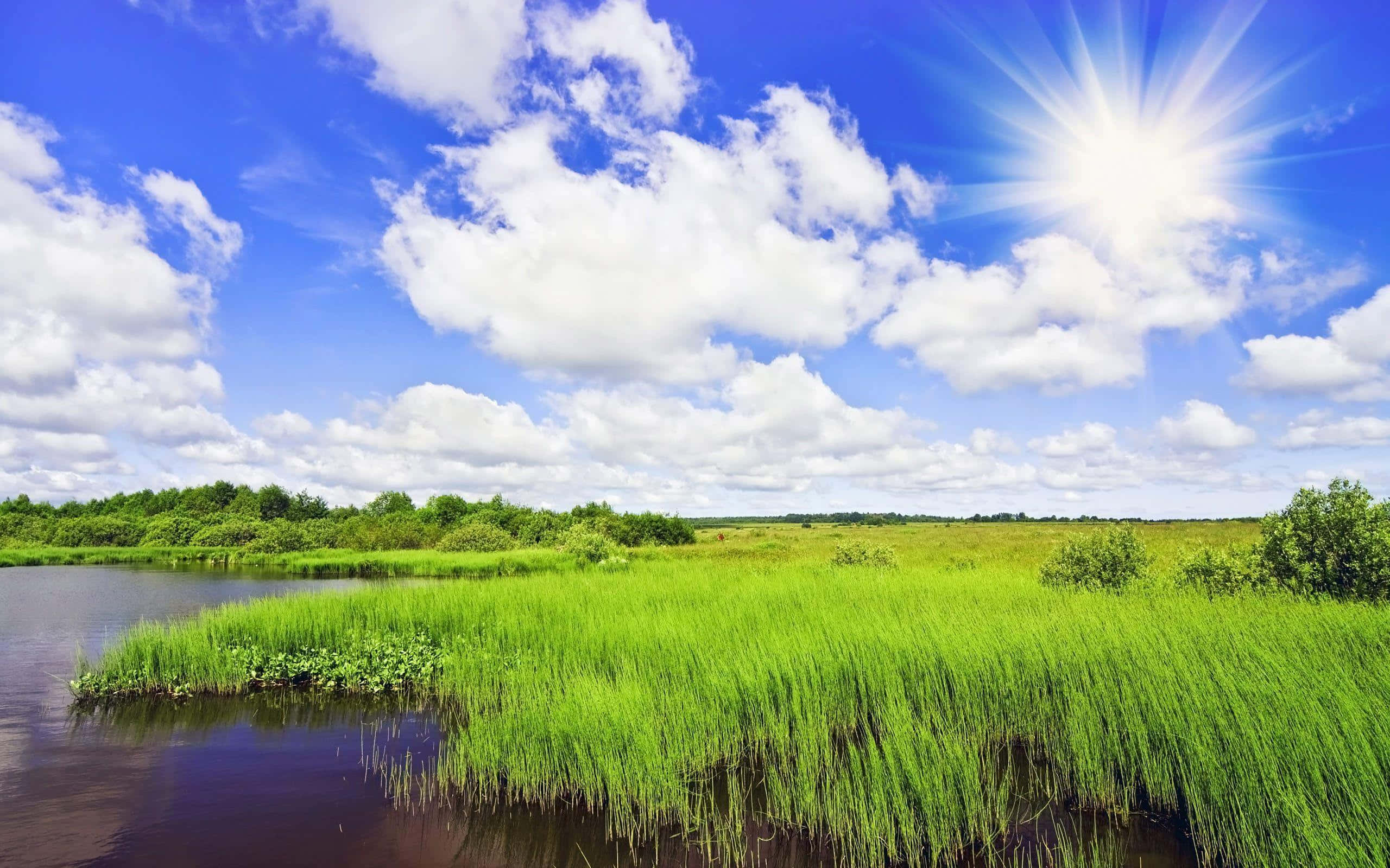 Sunny Day, vibrant green reeds, calm water, 2K Desktop Wallpaper