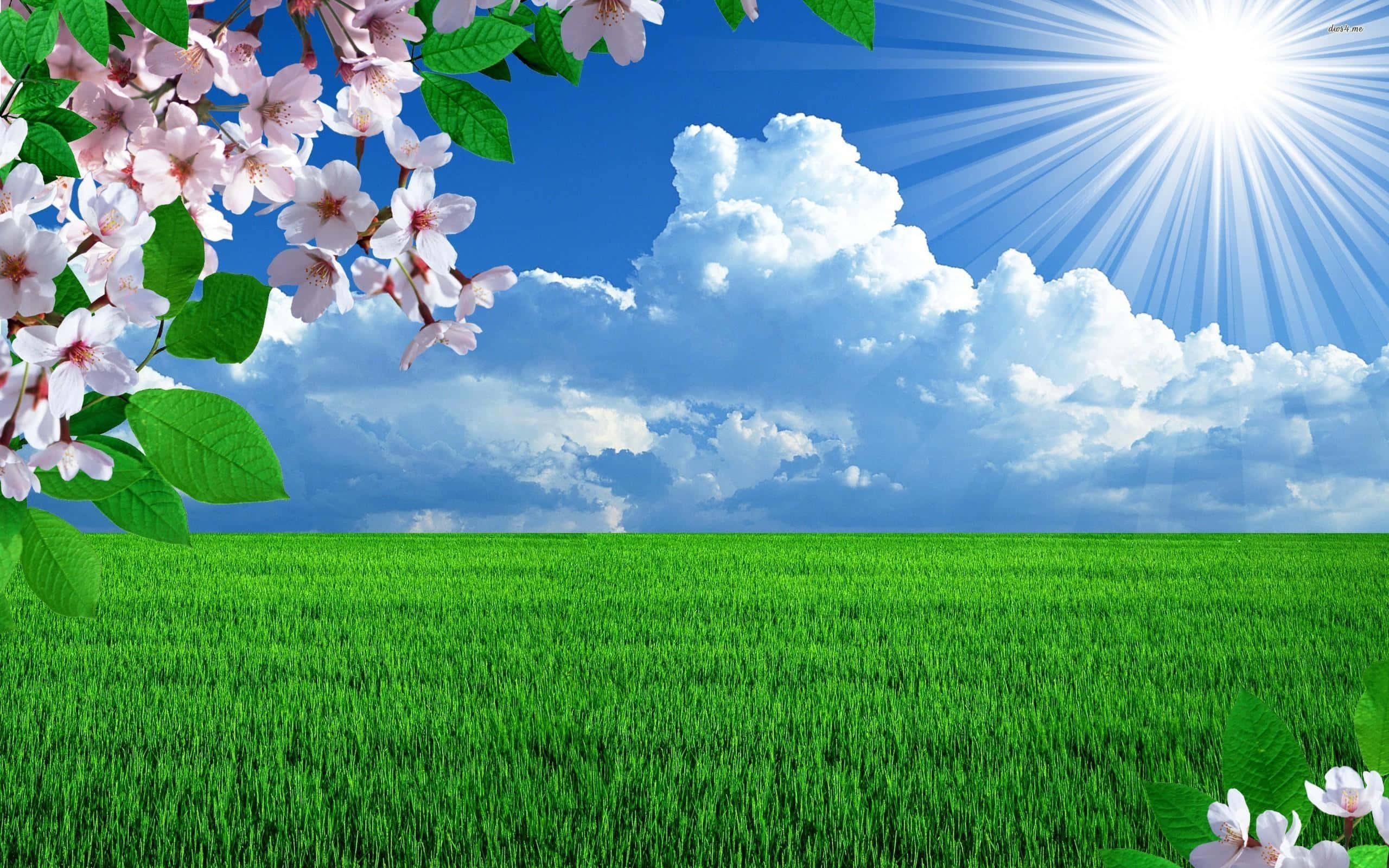 vibrant green field, bright blue sky, fluffy clouds, 2K Desktop Wallpaper